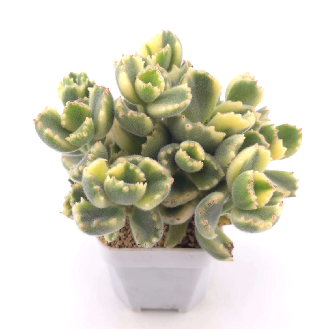 Cotyledon tomentosa ‘Bear’s Paw’ variegated | 白熊 thumbnail 2
