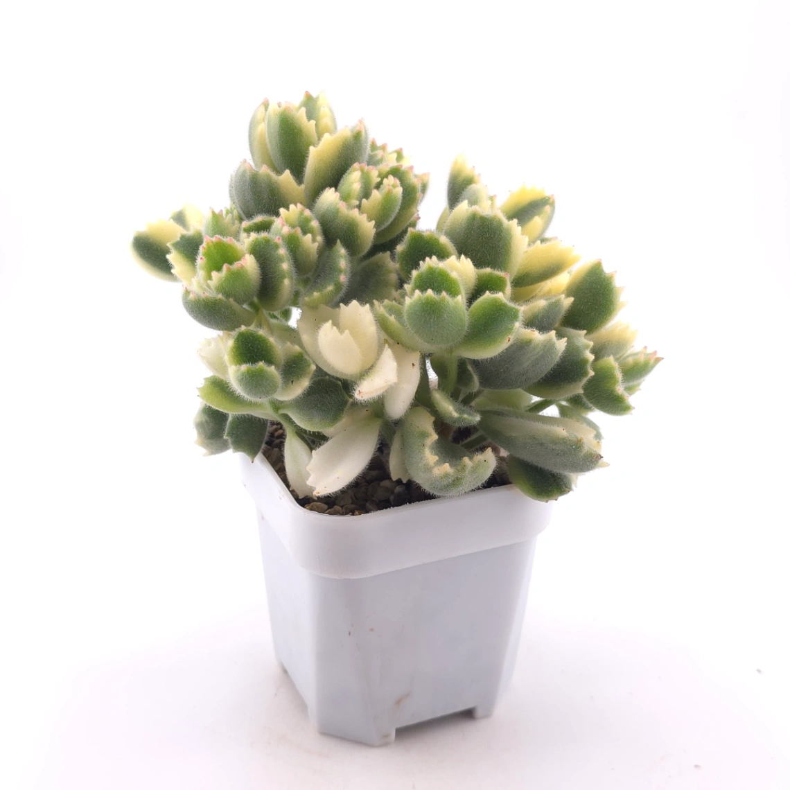 Cotyledon tomentosa ‘Bear’s Paw’ variegated | 白熊 thumbnail 3