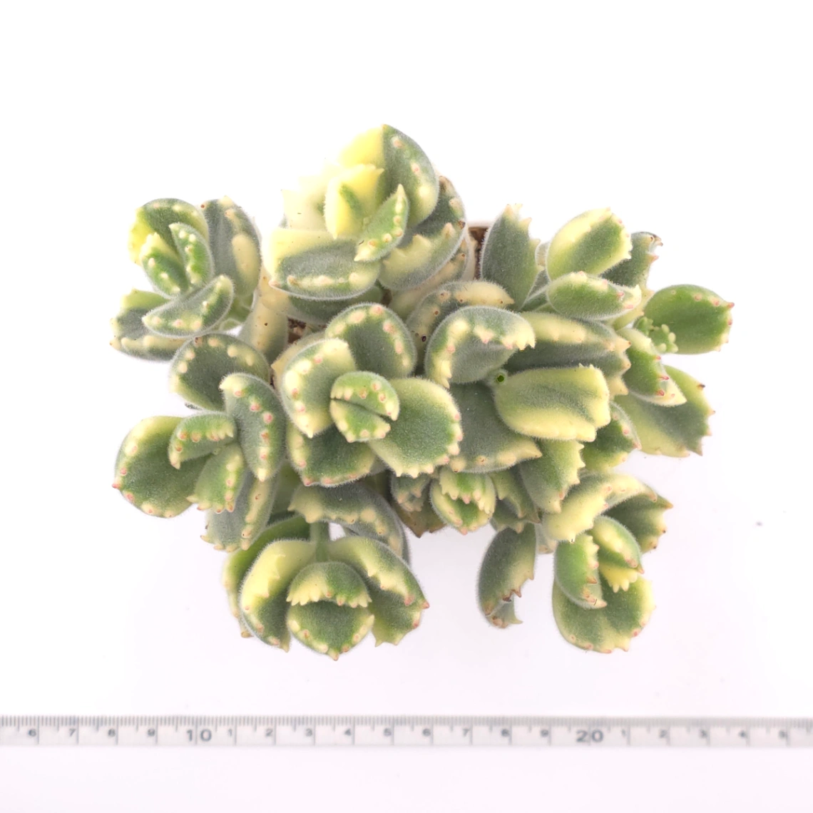 Cotyledon tomentosa ‘Bear’s Paw’ variegated | 白熊 thumbnail 4