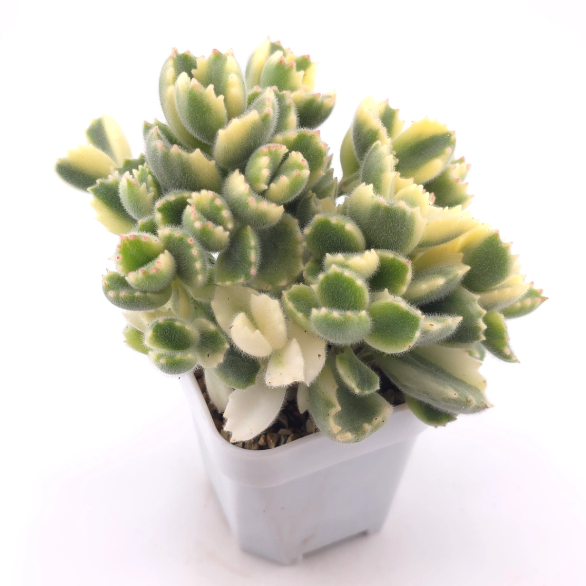 Cotyledon tomentosa ‘Bear’s Paw’ variegated | 白熊 thumbnail 2