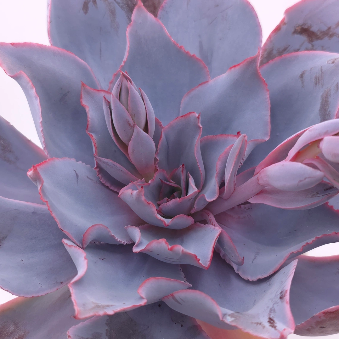 Echeveria ‘Afterglow' | 晚霞 thumbnail 2