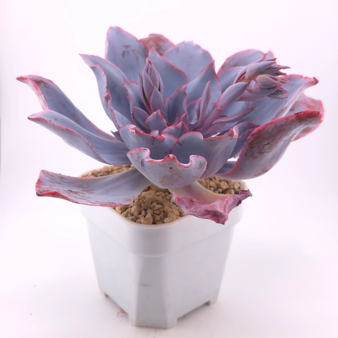 Echeveria ‘Afterglow' | 晚霞 thumbnail 4