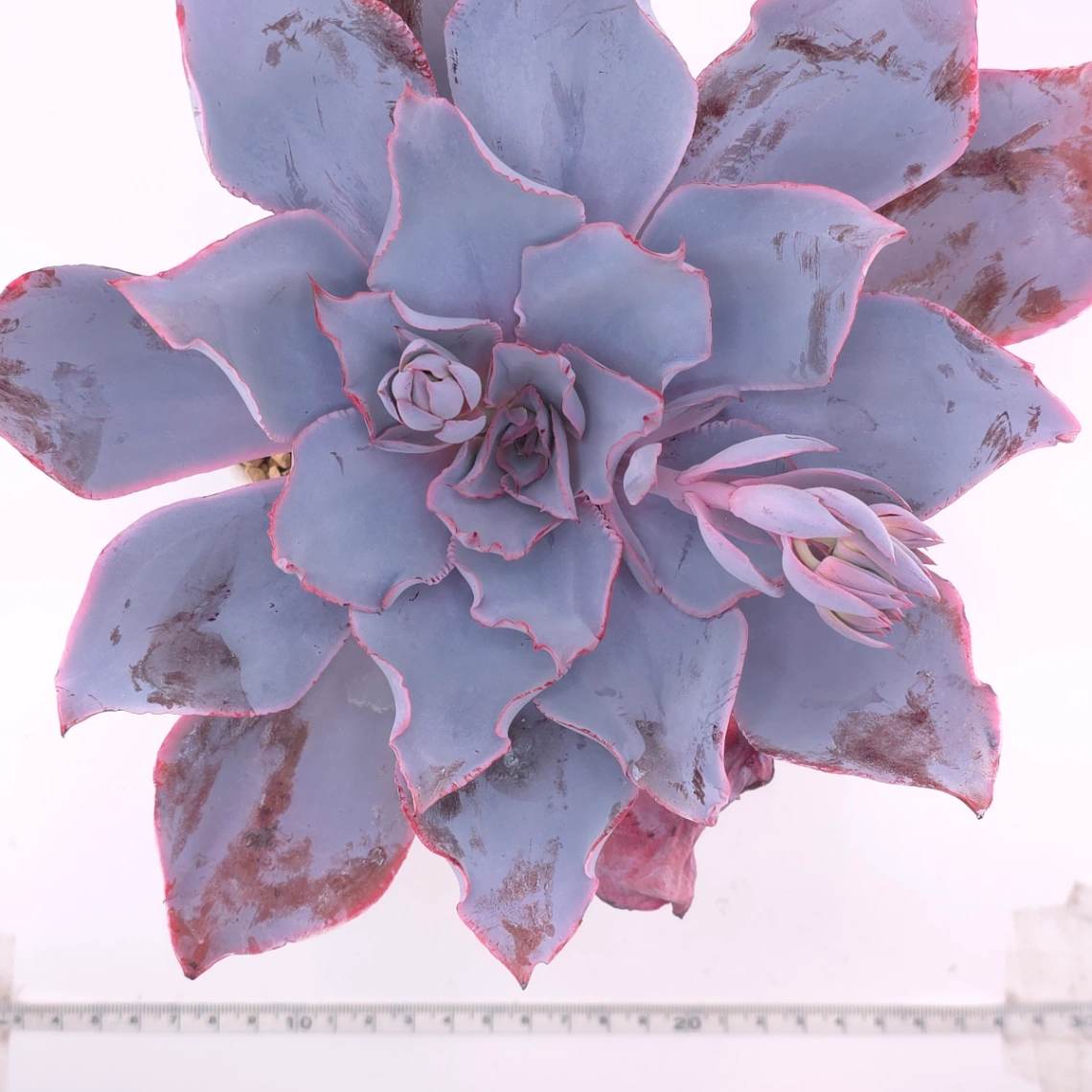Echeveria ‘Afterglow' | 晚霞 thumbnail 5