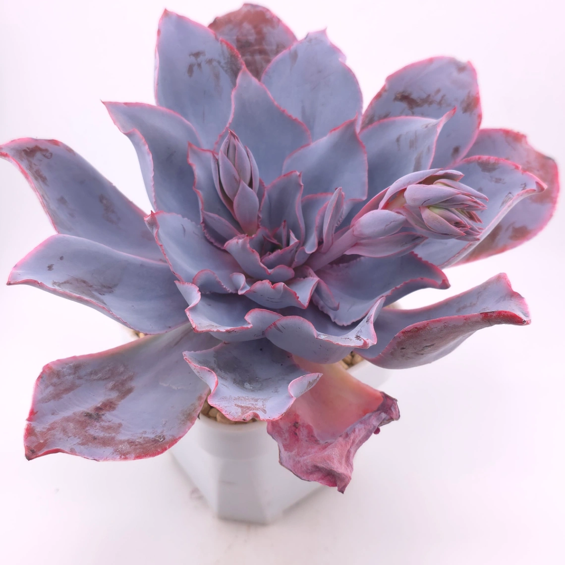 Echeveria ‘Afterglow' | 晚霞 thumbnail 3