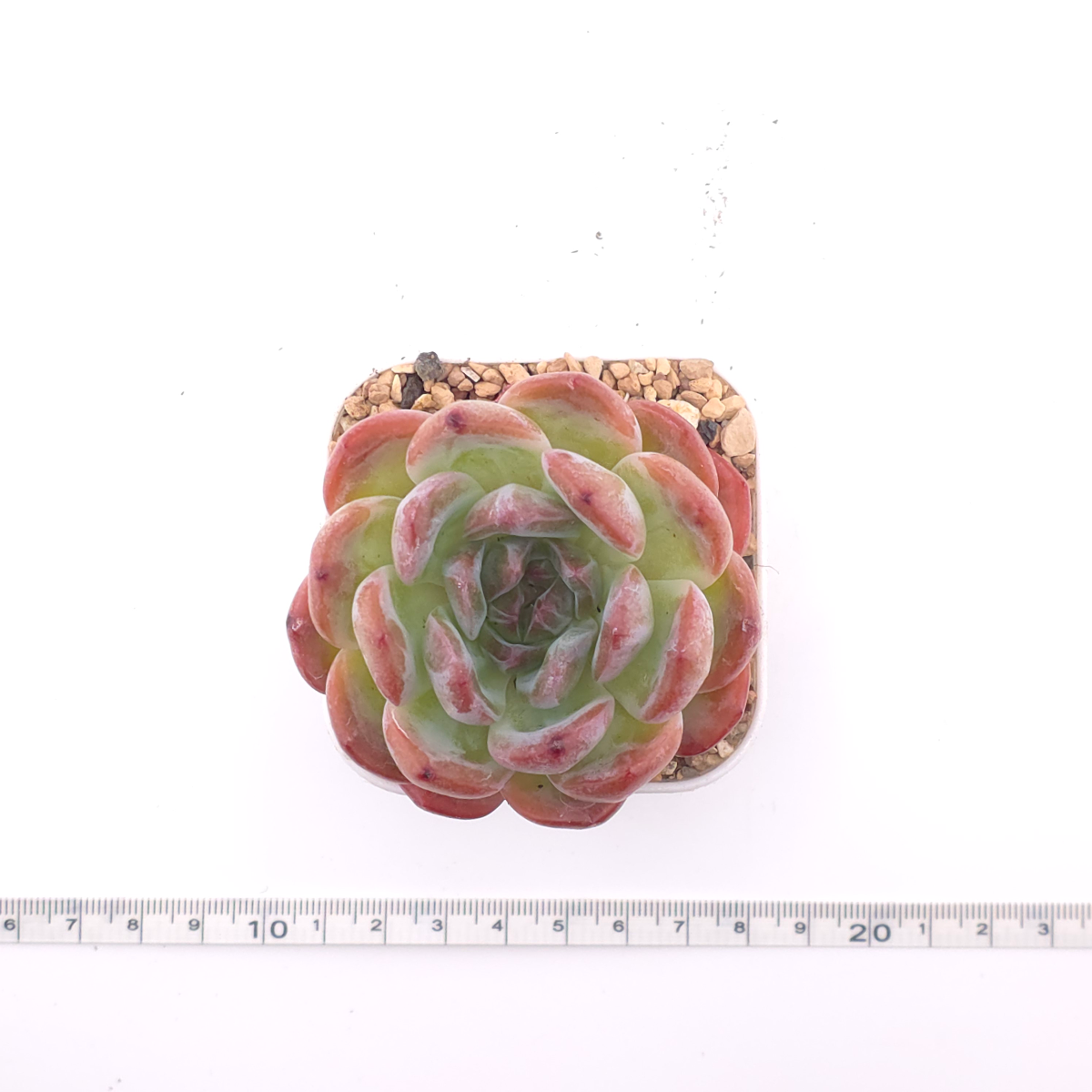 Echeveria ‘All Star’ | 全明星 thumbnail 4