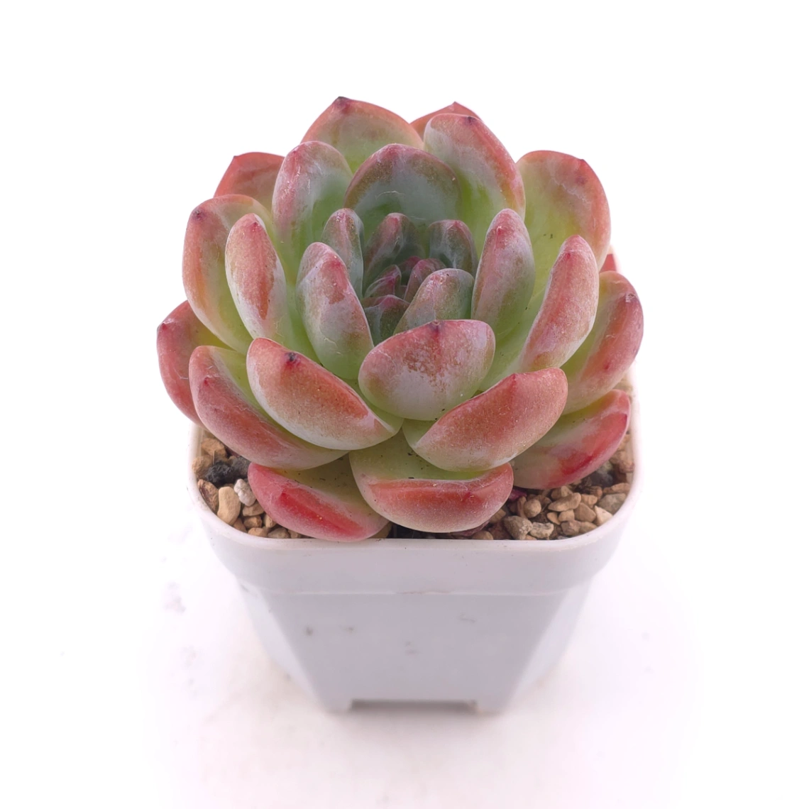 Echeveria ‘All Star’ | 全明星 thumbnail 2
