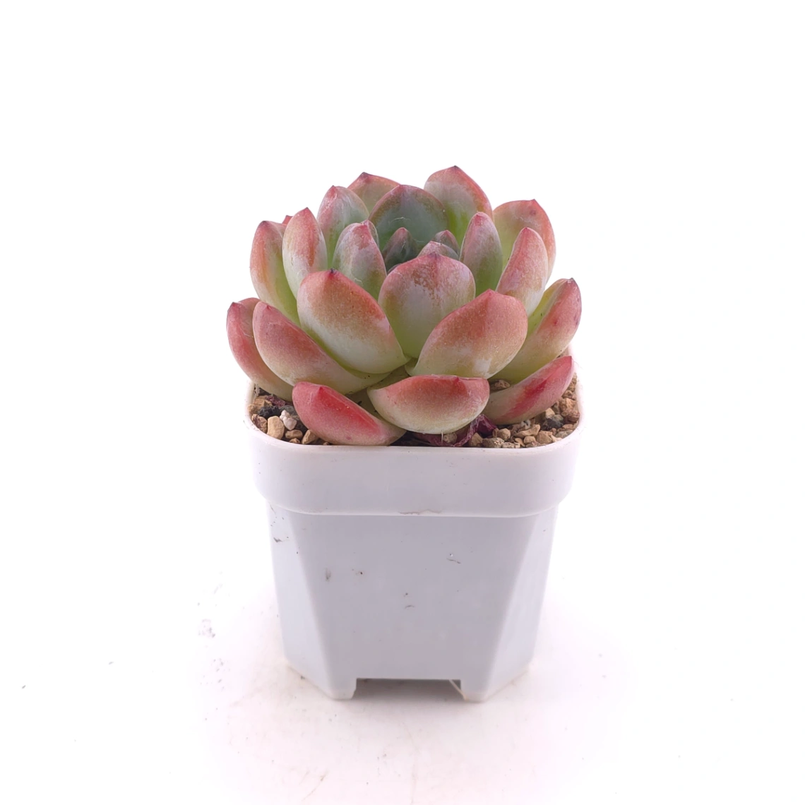 Echeveria ‘All Star’ | 全明星 thumbnail 3
