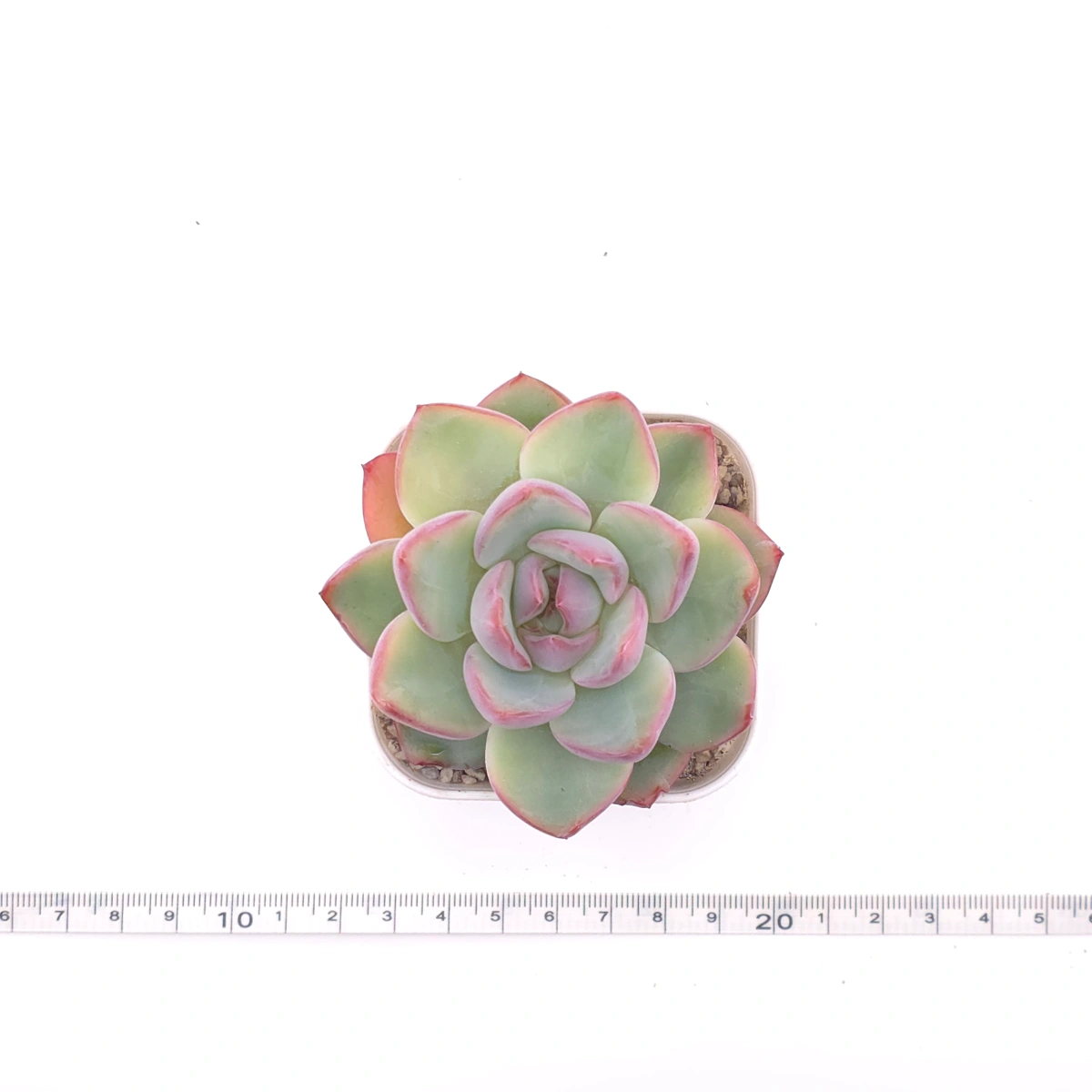Echeveria ‘Amabeier’ / ‘Amabile’ | 油泡芙 thumbnail 4