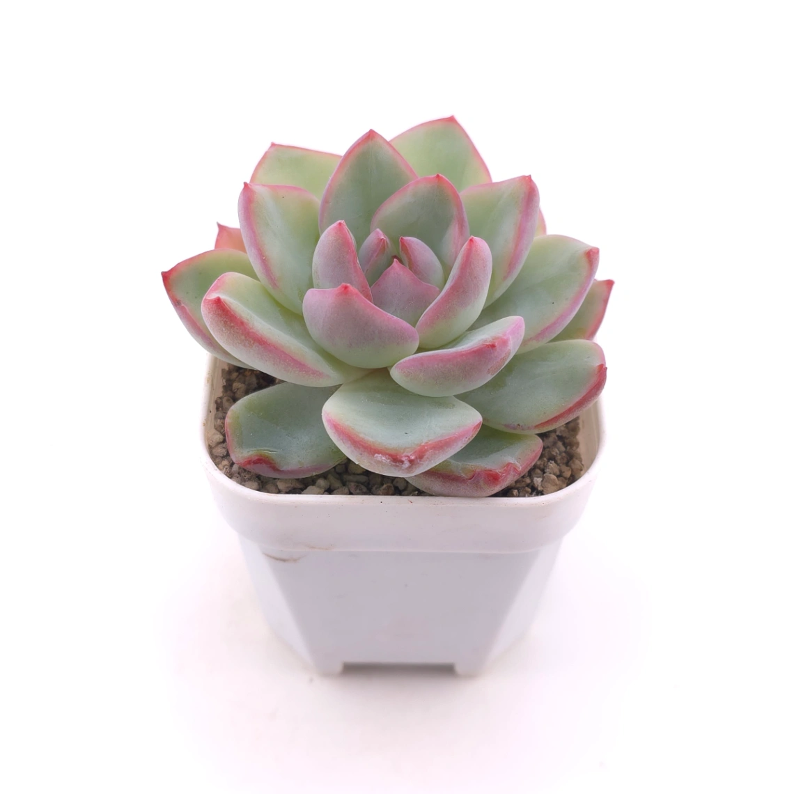 Echeveria ‘Amabeier’ / ‘Amabile’ | 油泡芙 thumbnail 2