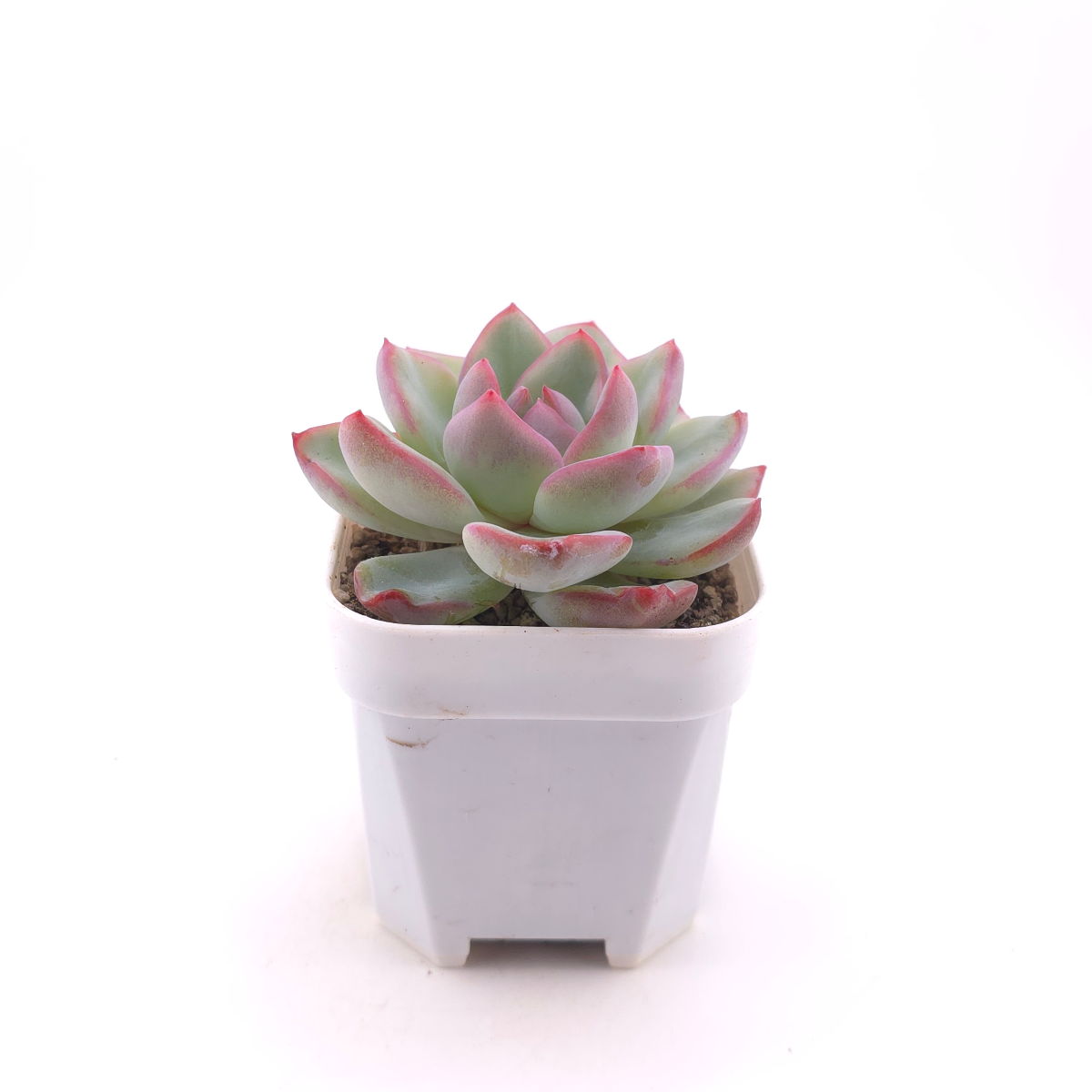 Echeveria ‘Amabeier’ / ‘Amabile’ | 油泡芙 thumbnail 3