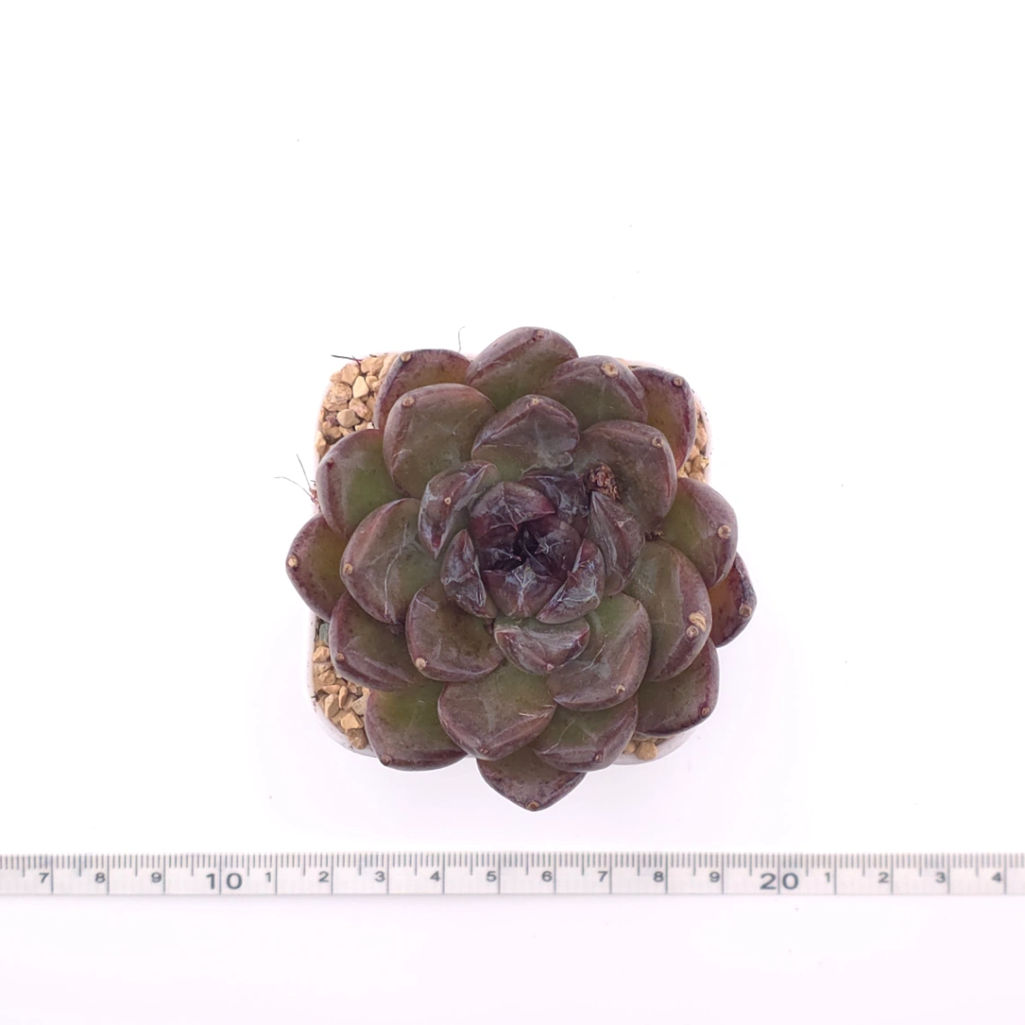 Echeveria 'Zi Yi' | 紫怡 thumbnail 4