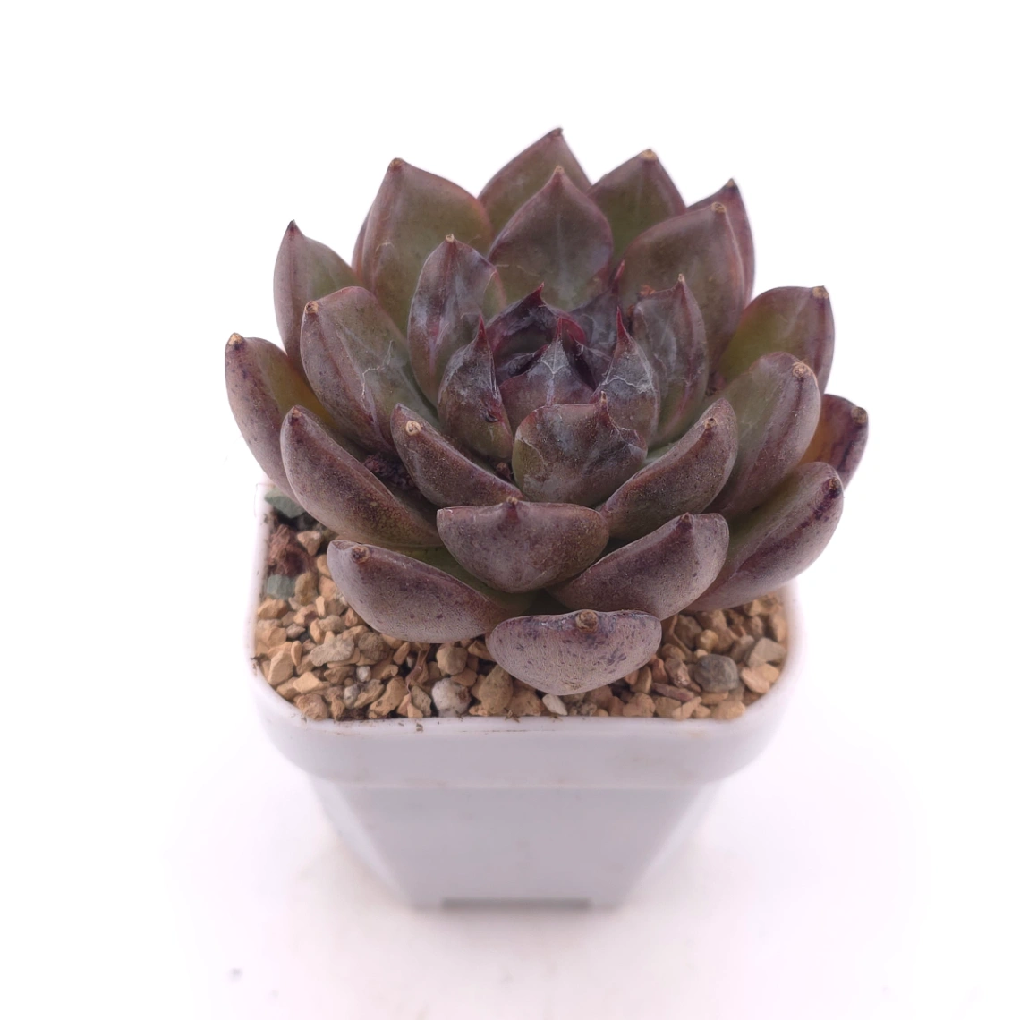 Echeveria 'Zi Yi' | 紫怡 thumbnail 2