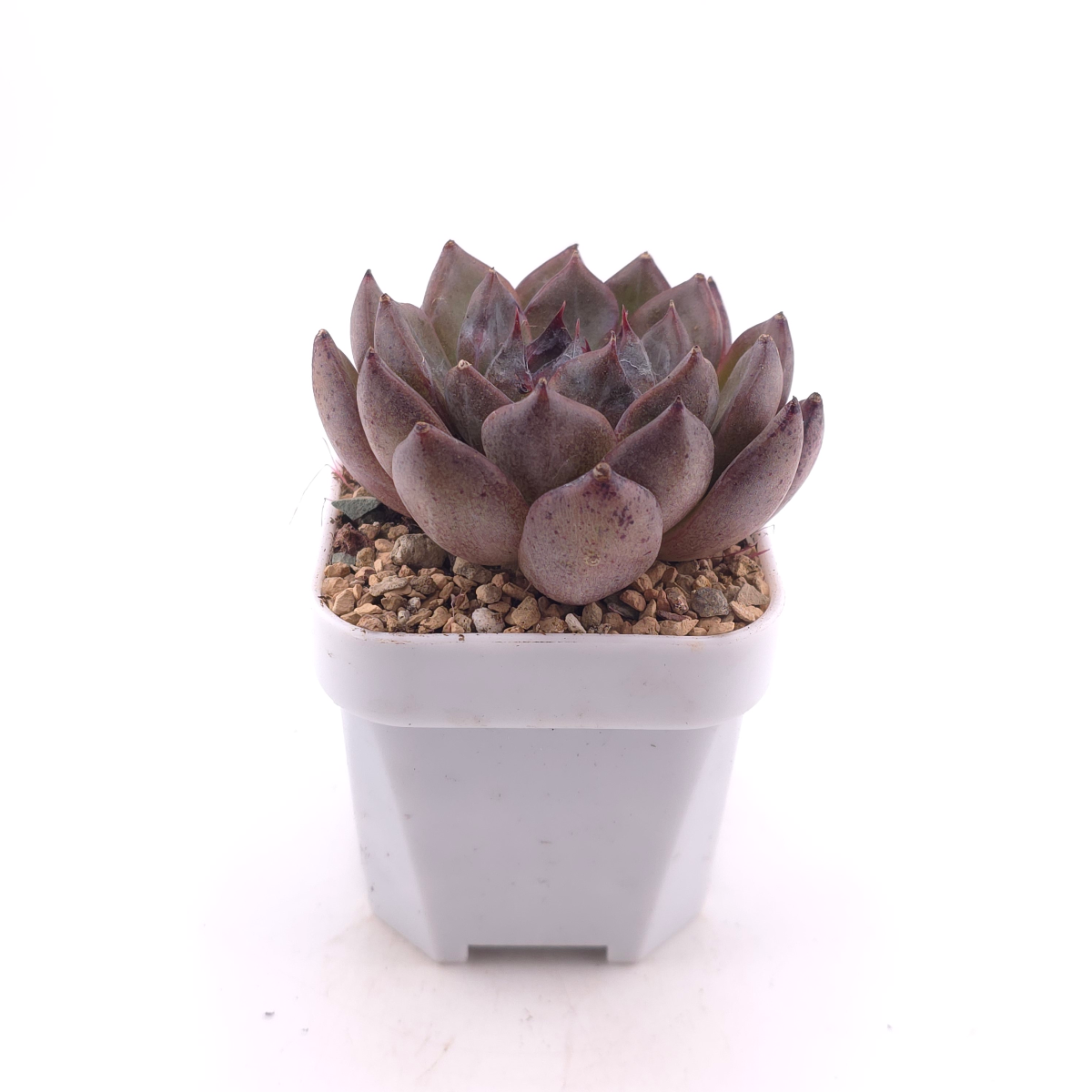 Echeveria 'Zi Yi' | 紫怡 thumbnail 3