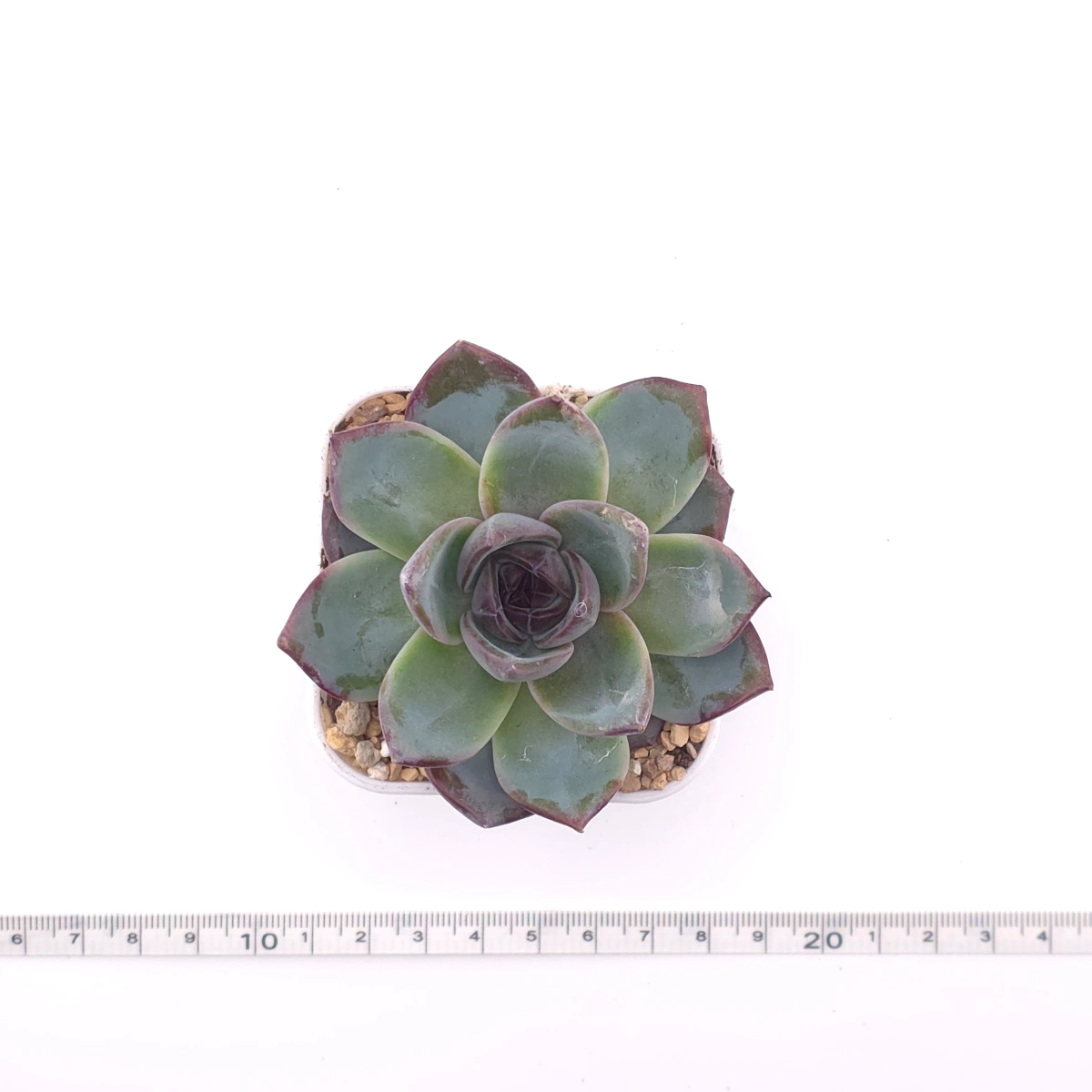 Echeveria 'Black Orange' | 黑橙 thumbnail 4