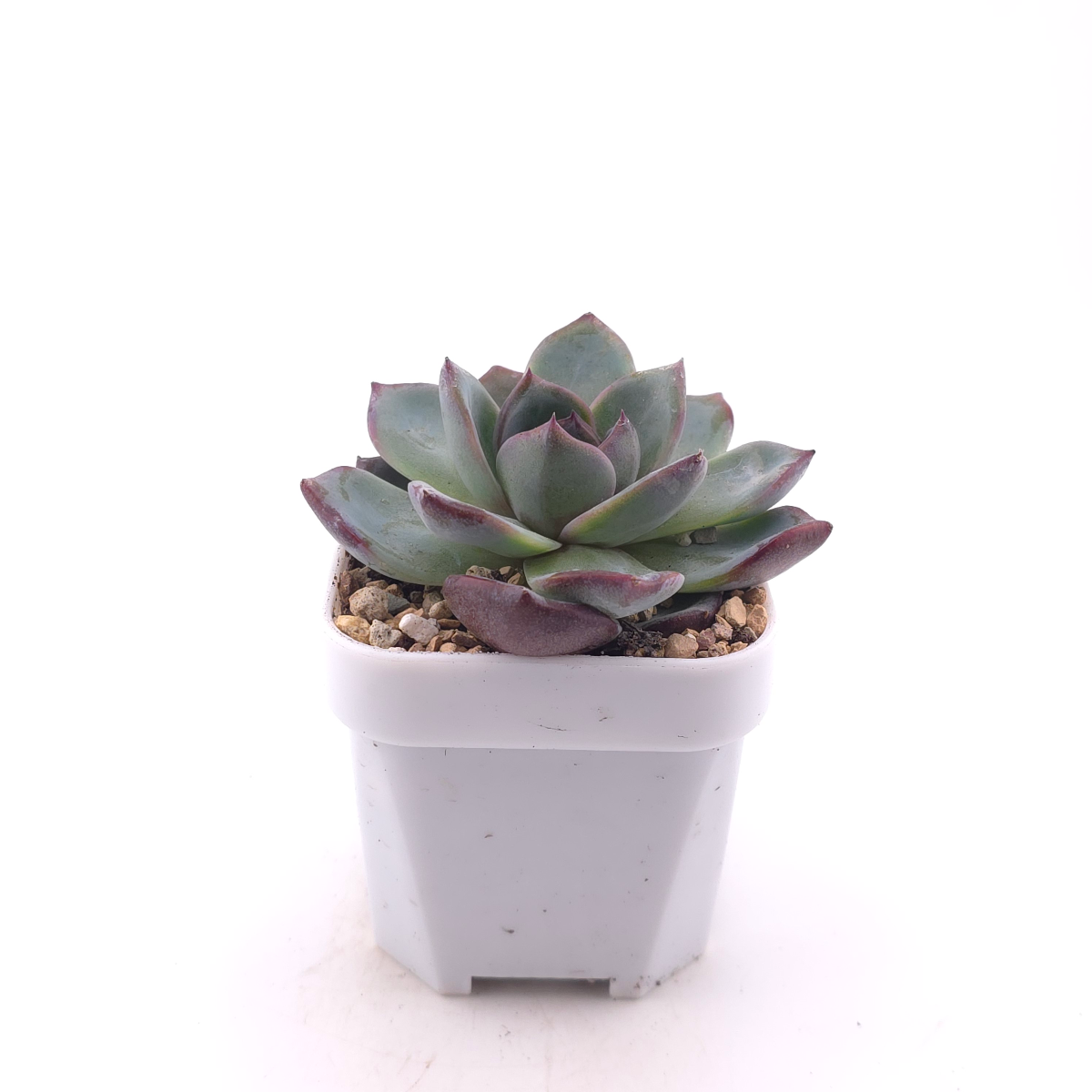 Echeveria 'Black Orange' | 黑橙 thumbnail 3