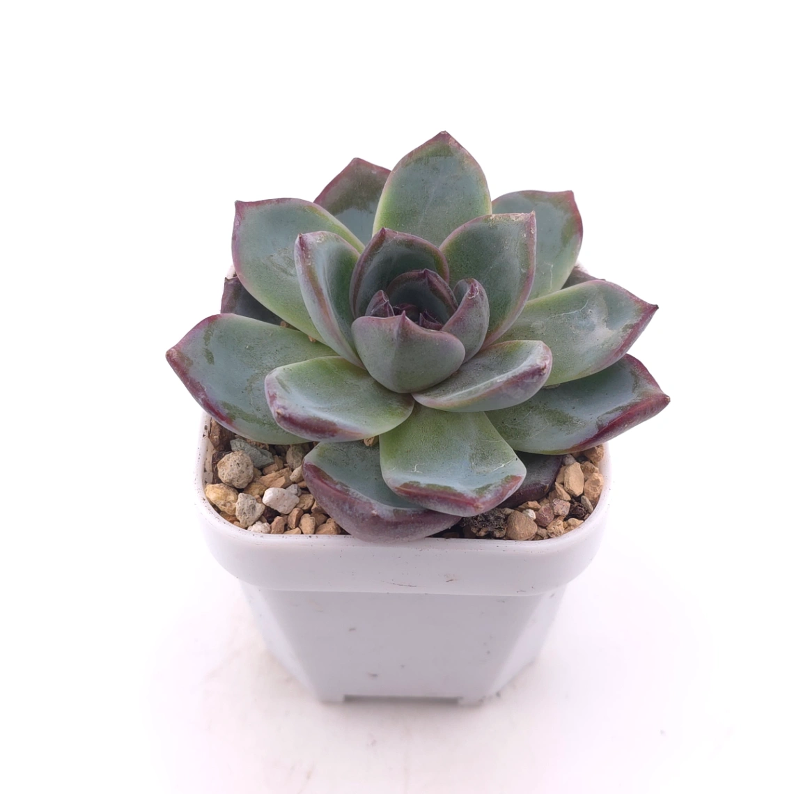 Echeveria 'Black Orange' | 黑橙 thumbnail 2