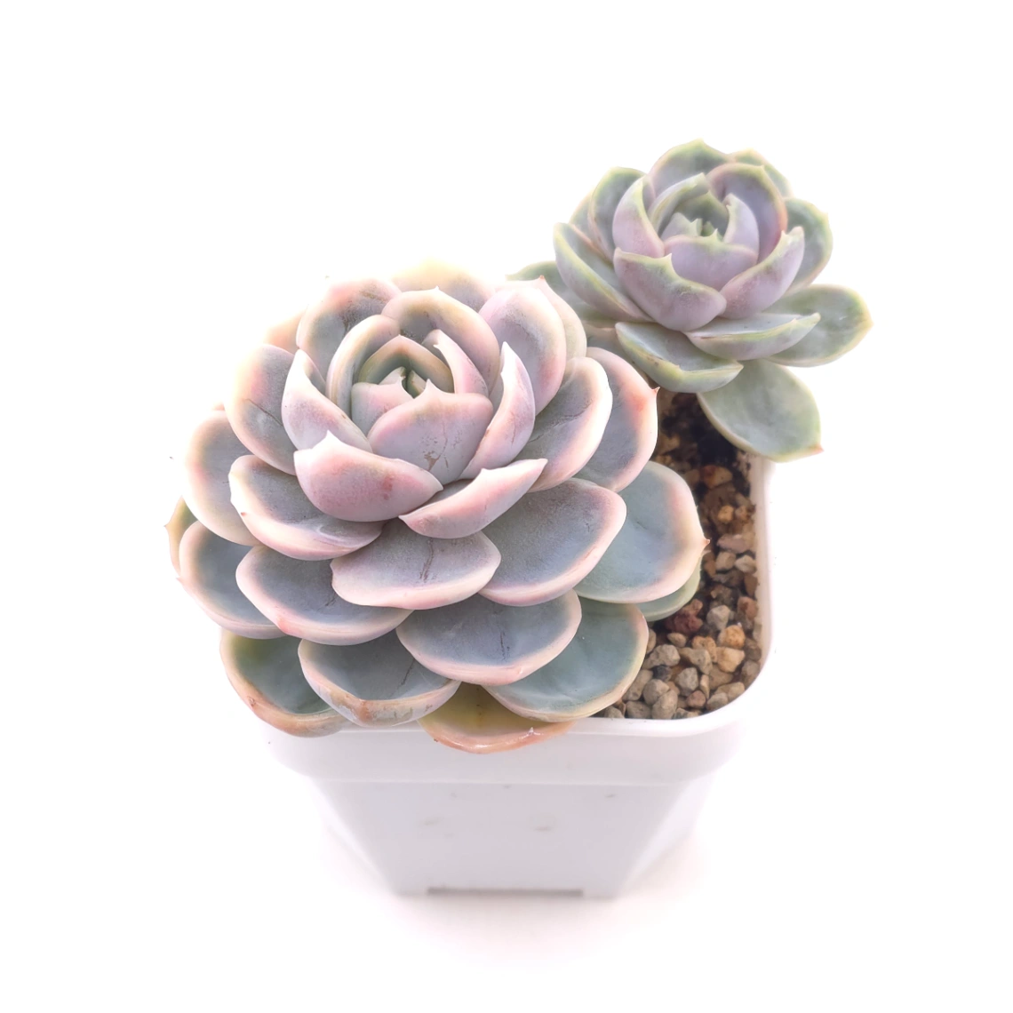 Echeveria ‘Blue Surprise’ variegated | 藍色驚起錦 thumbnail 2