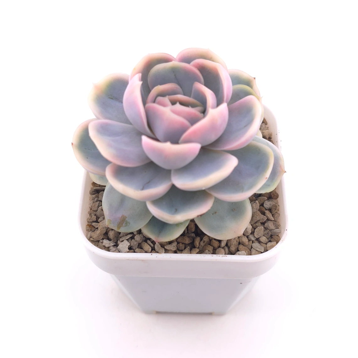 Echeveria ‘Blue Surprise’ variegated | 藍色驚起錦 thumbnail 2
