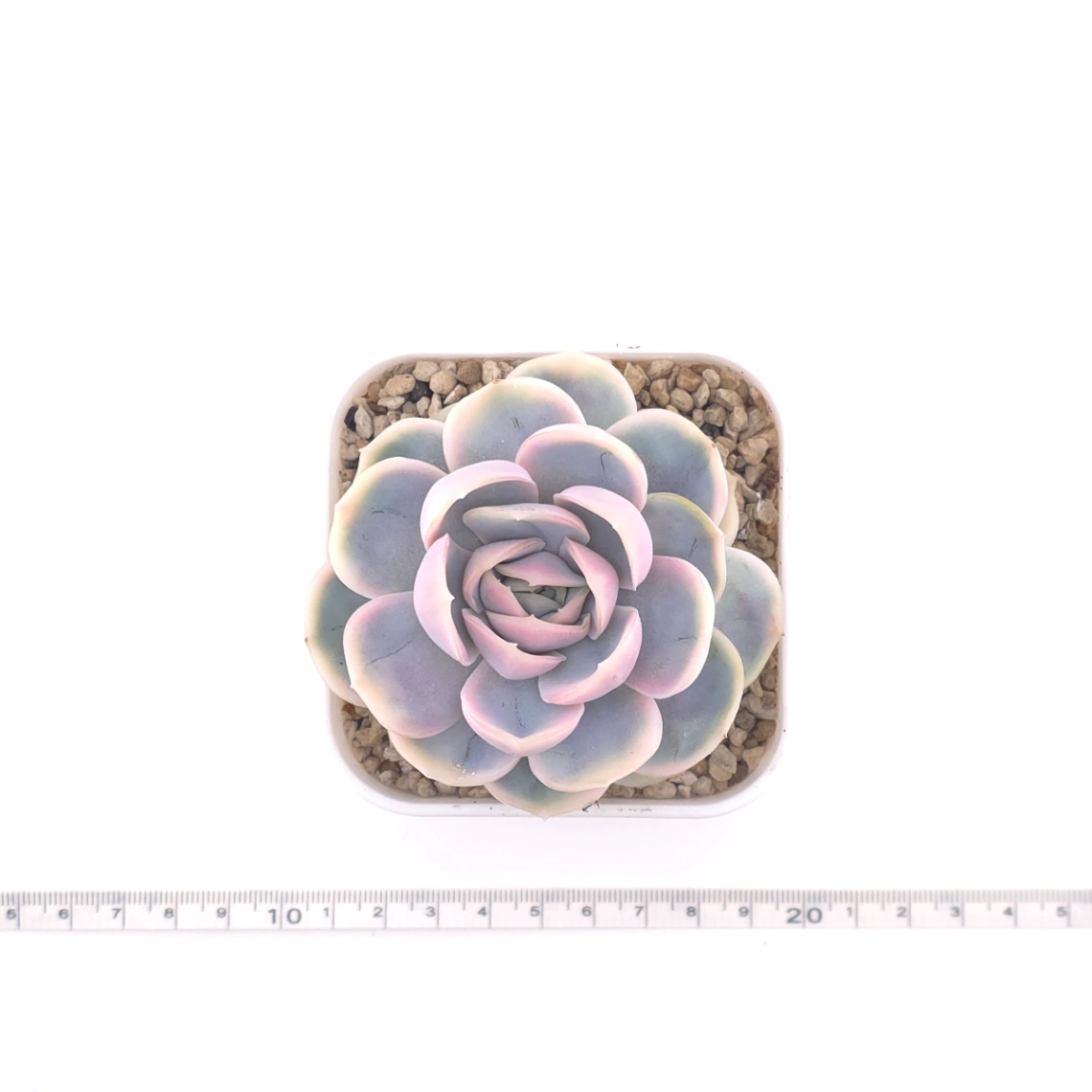 Echeveria ‘Blue Surprise’ variegated | 藍色驚起錦 thumbnail 4