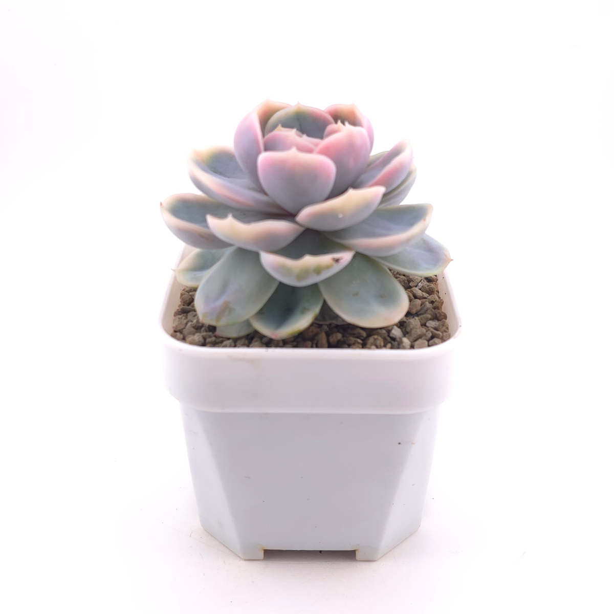 Echeveria ‘Blue Surprise’ variegated | 藍色驚起錦 thumbnail 3