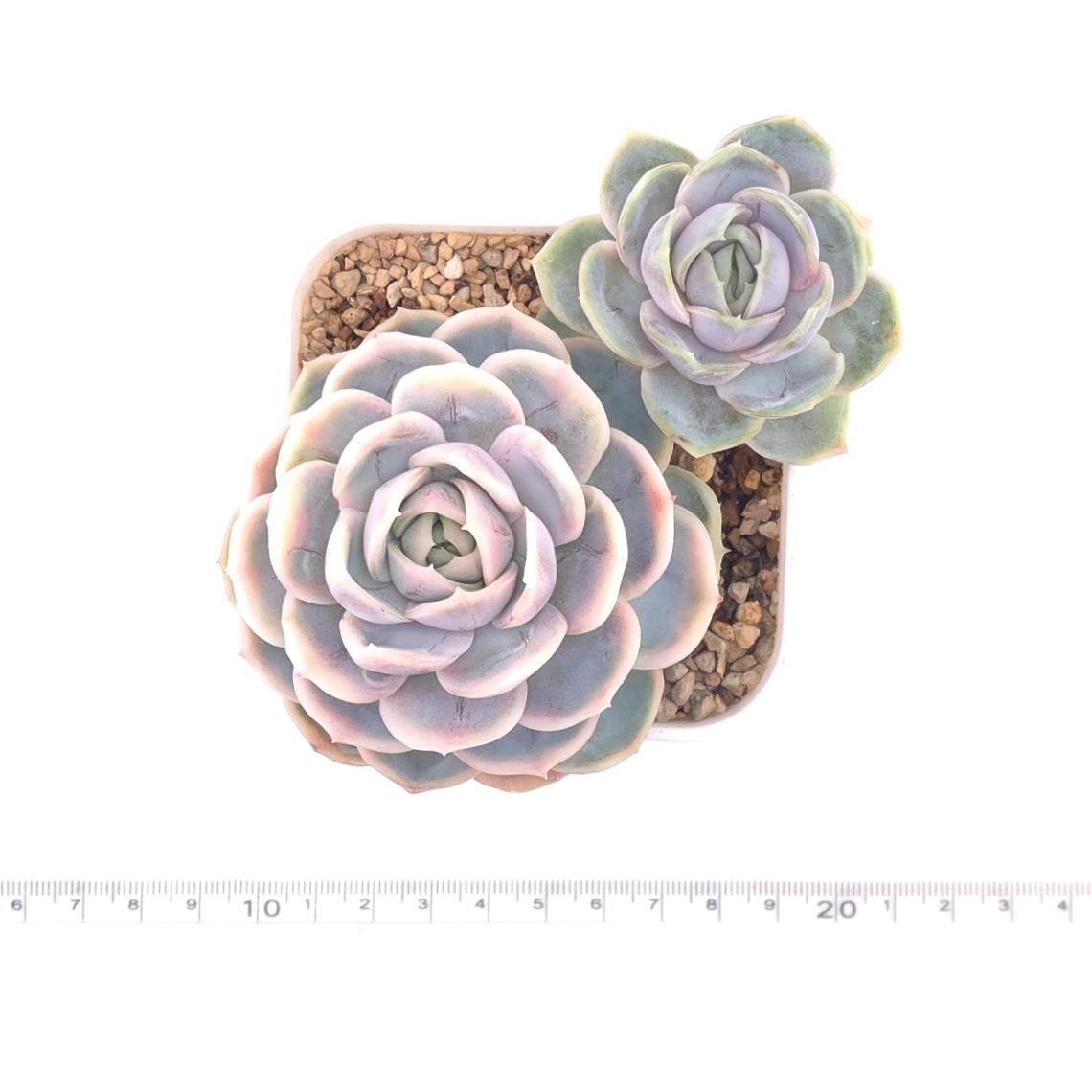 Echeveria ‘Blue Surprise’ variegated | 藍色驚起錦 thumbnail 4