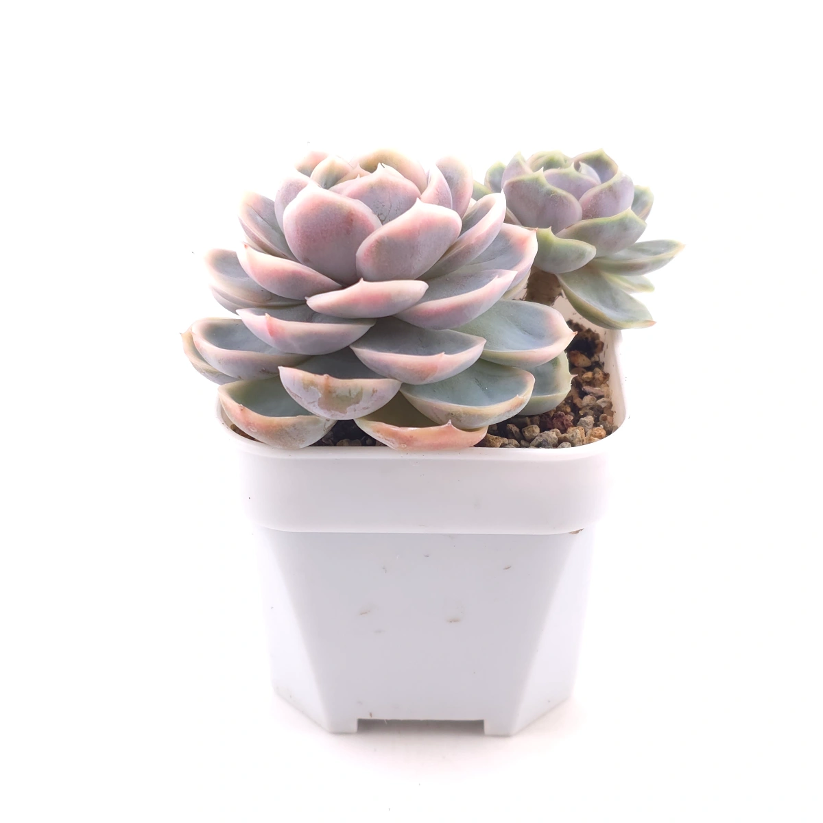Echeveria ‘Blue Surprise’ variegated | 藍色驚起錦 thumbnail 3