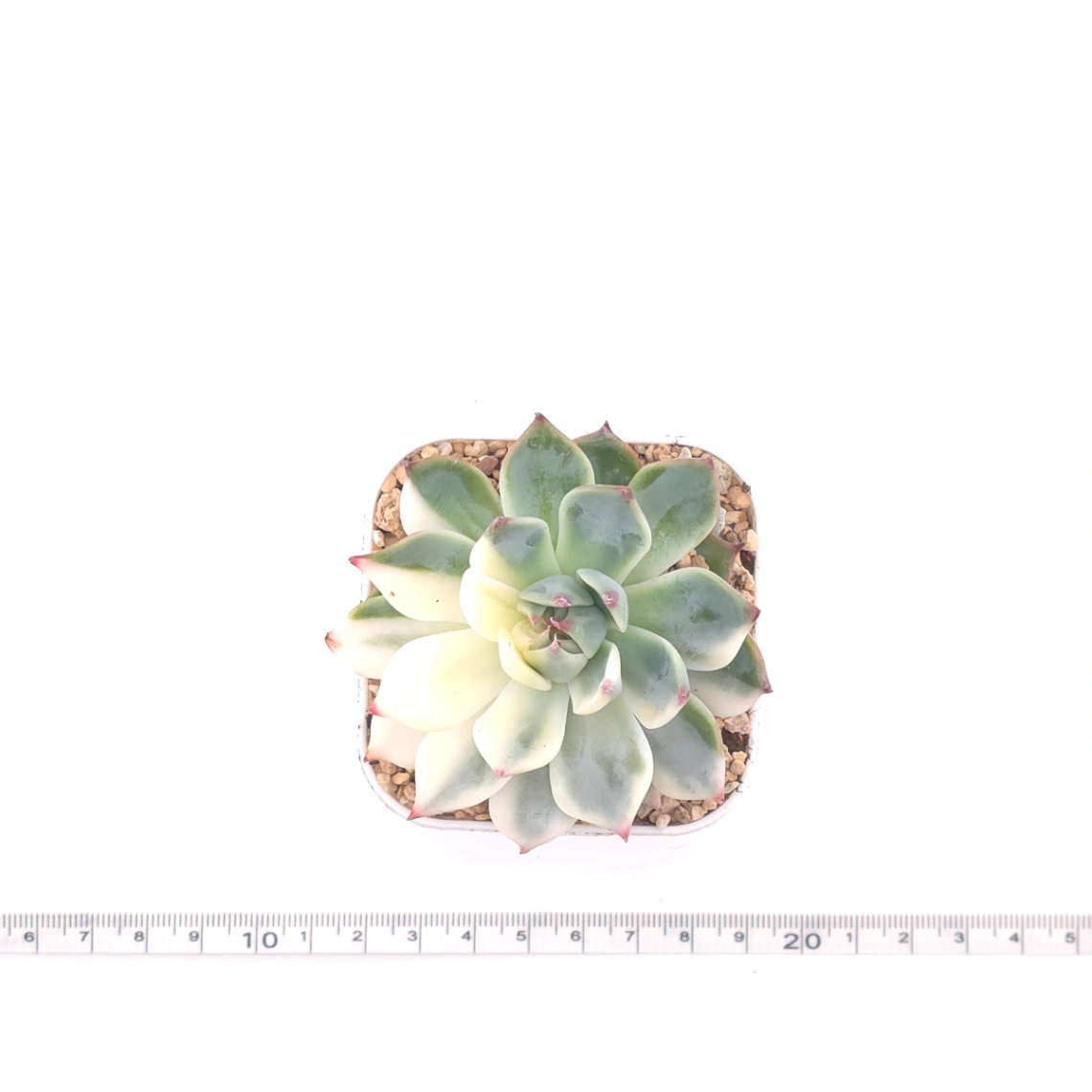 Echeveria chihuahuaensis variegated | 吉娃娃錦 thumbnail 4