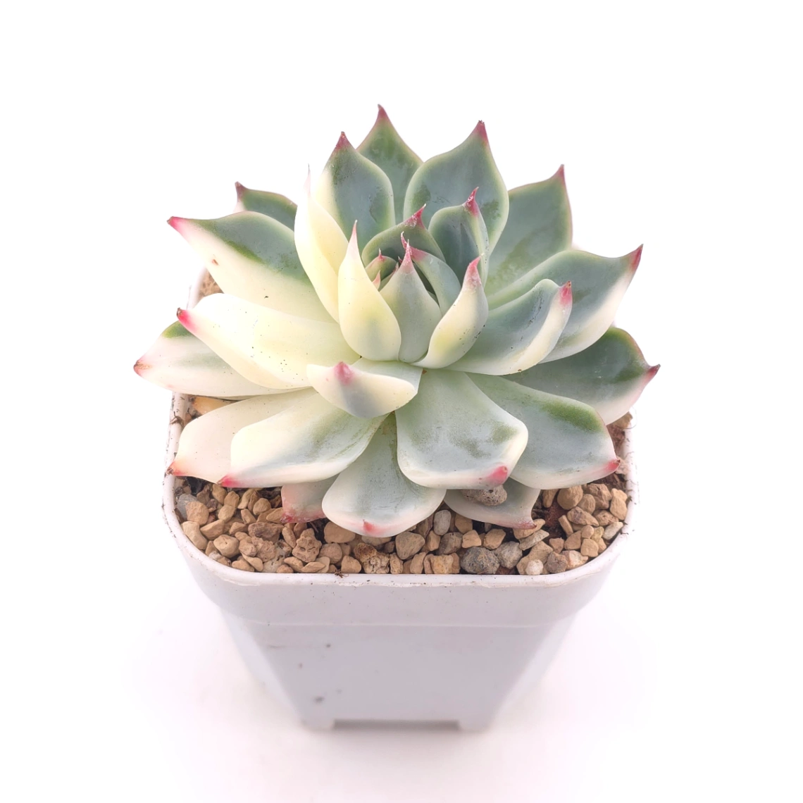 Echeveria chihuahuaensis variegated | 吉娃娃錦 thumbnail 2