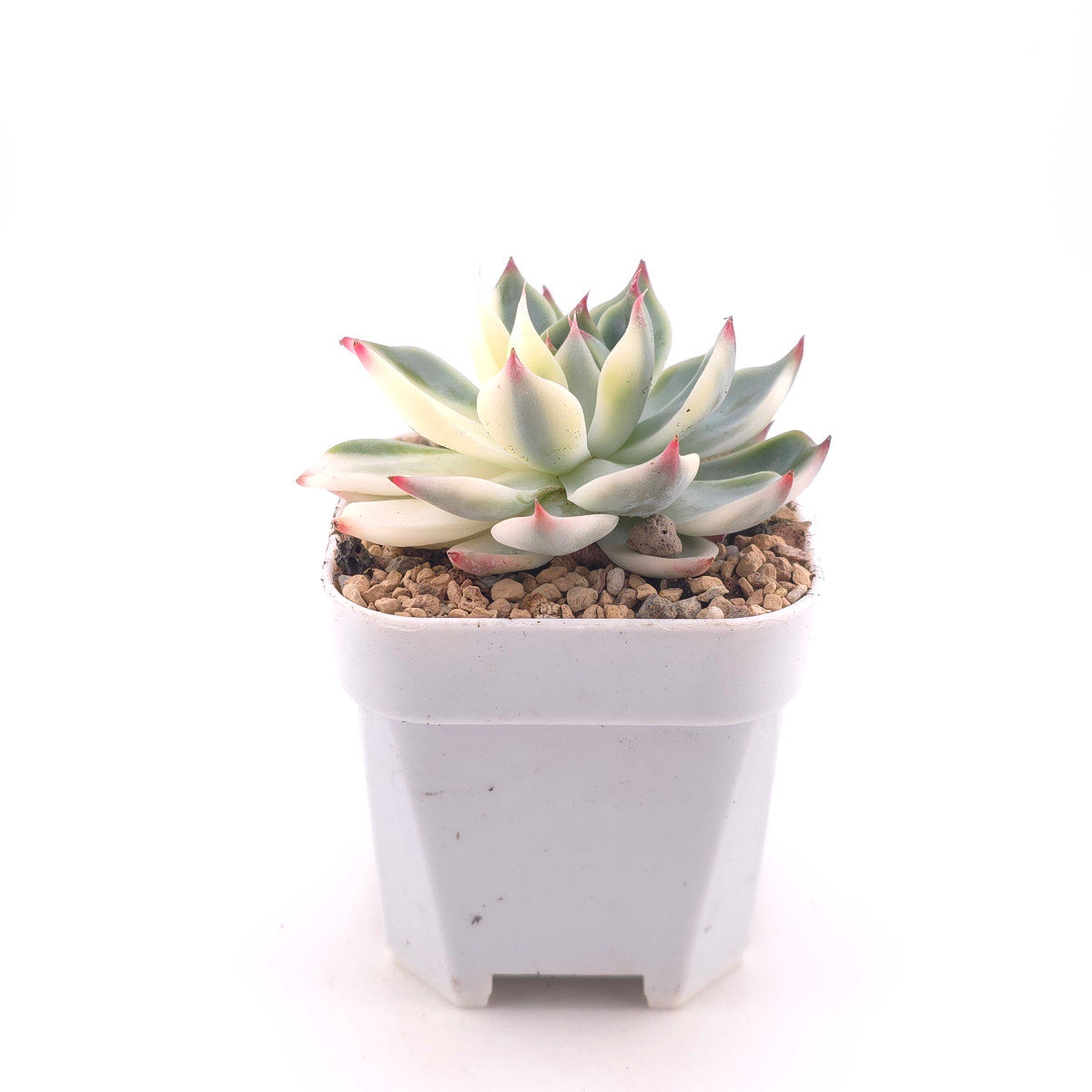Echeveria chihuahuaensis variegated | 吉娃娃錦 thumbnail 3