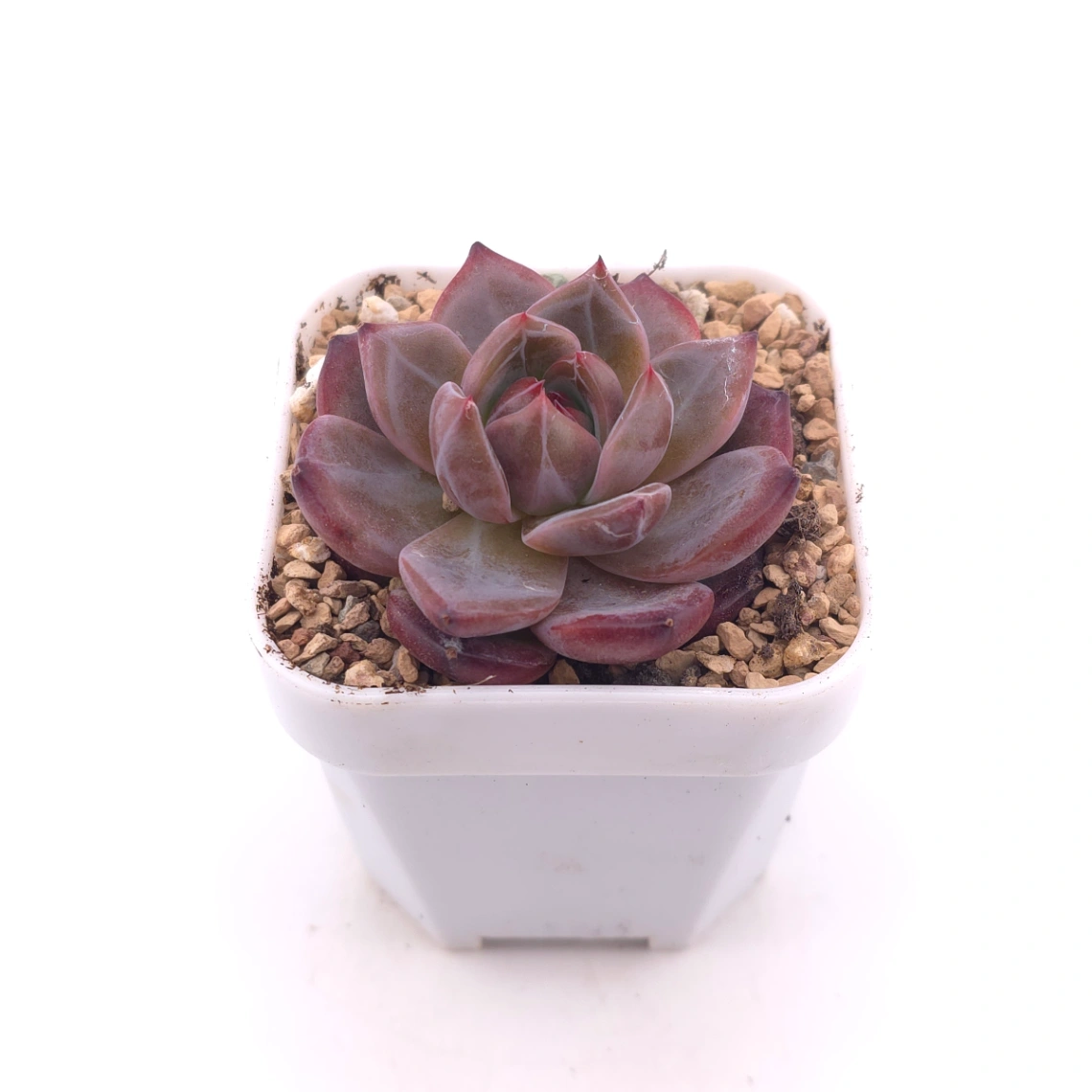 Echeveria colorata f. Tapalpa | 鑽石卡羅拉 thumbnail 2