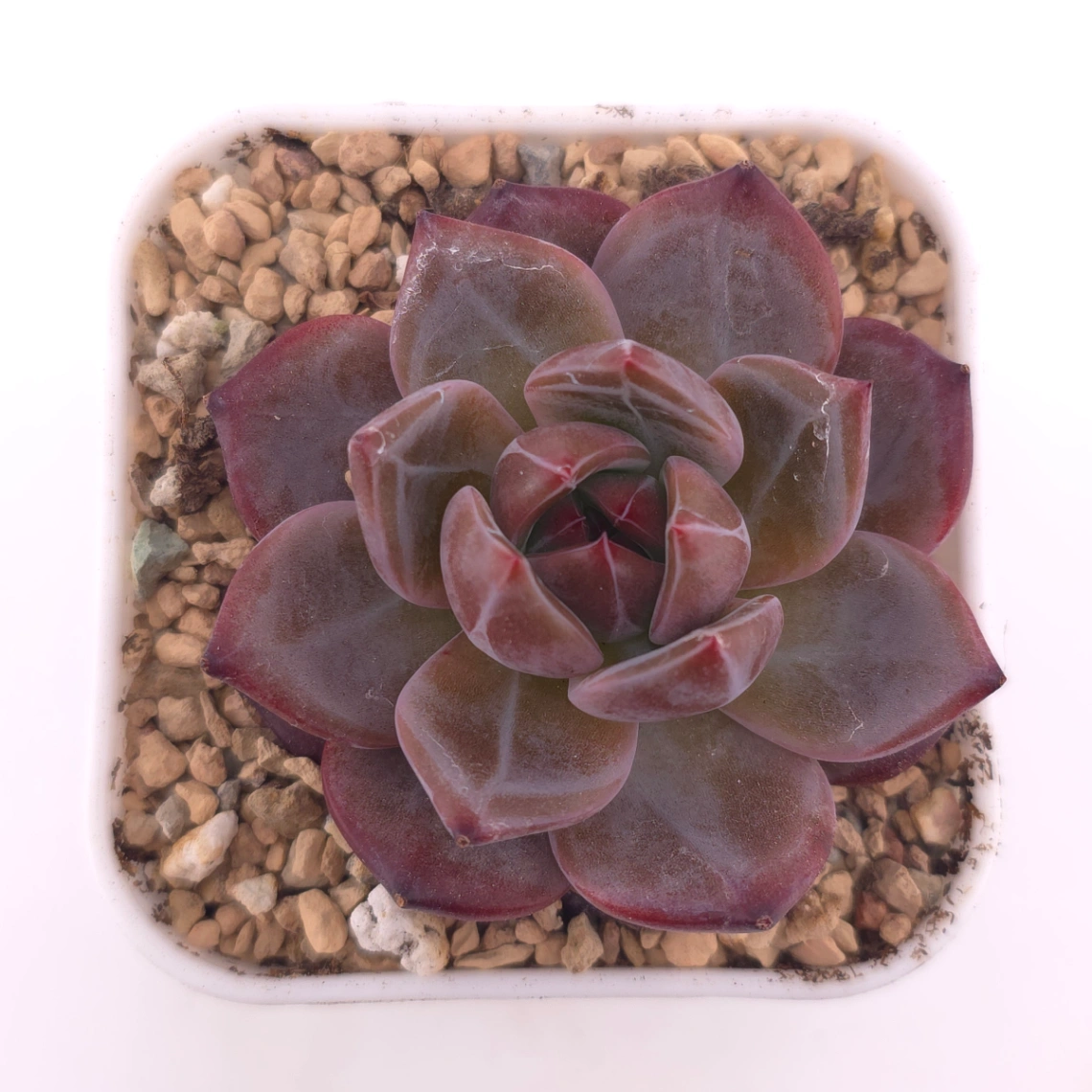Echeveria colorata f. Tapalpa | 鑽石卡羅拉 - View 1