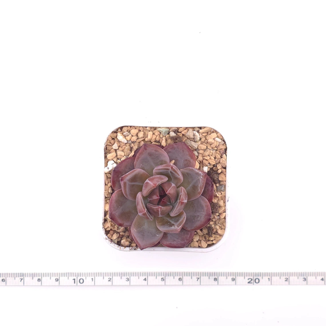 Echeveria colorata f. Tapalpa | 鑽石卡羅拉 thumbnail 4