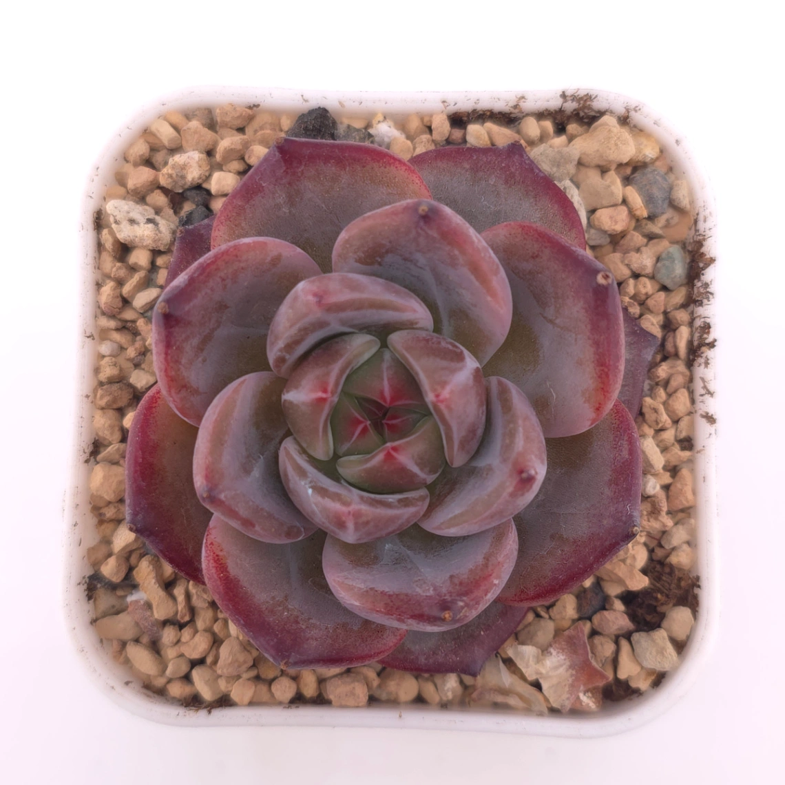 Echeveria colorata f. Tapalpa | 鑽石卡羅拉 - View 1