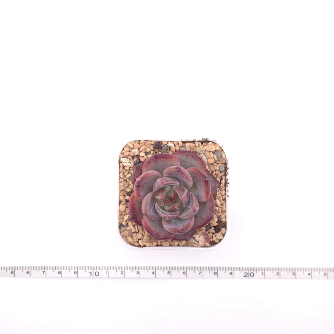 Echeveria colorata f. Tapalpa | 鑽石卡羅拉 thumbnail 4