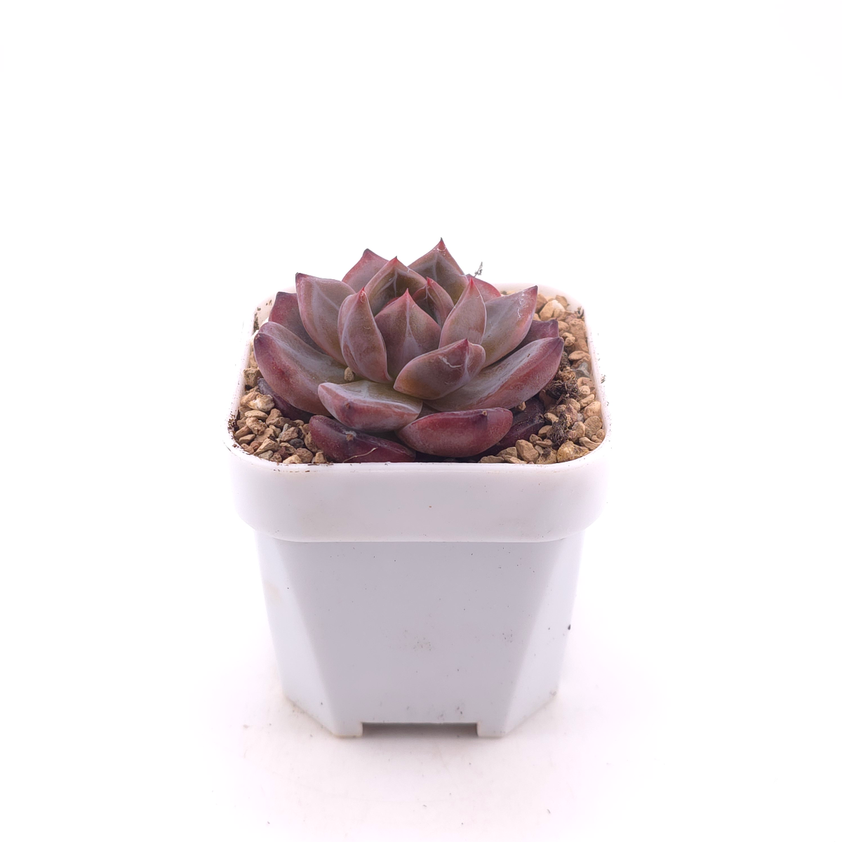 Echeveria colorata f. Tapalpa | 鑽石卡羅拉 thumbnail 3