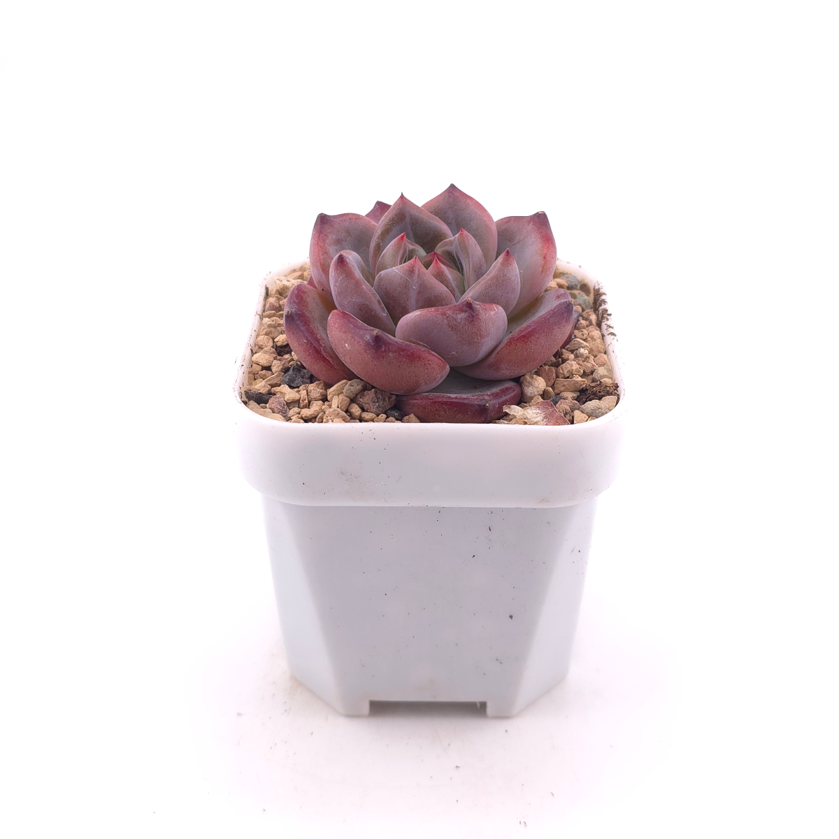 Echeveria colorata f. Tapalpa | 鑽石卡羅拉 thumbnail 3