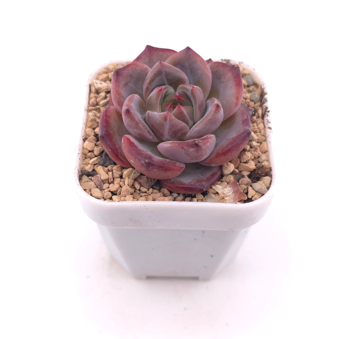 Echeveria colorata f. Tapalpa | 鑽石卡羅拉 thumbnail 2