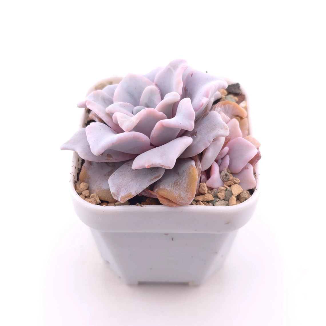 Echeveria ‘Crispate Beauty’ | 芭蕾舞者 thumbnail 2