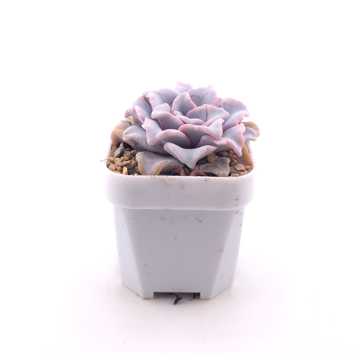 Echeveria ‘Crispate Beauty’ | 芭蕾舞者 thumbnail 3