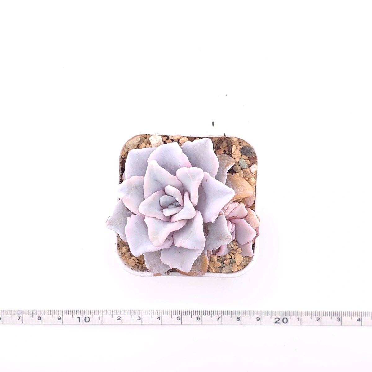 Echeveria ‘Crispate Beauty’ | 芭蕾舞者 thumbnail 4