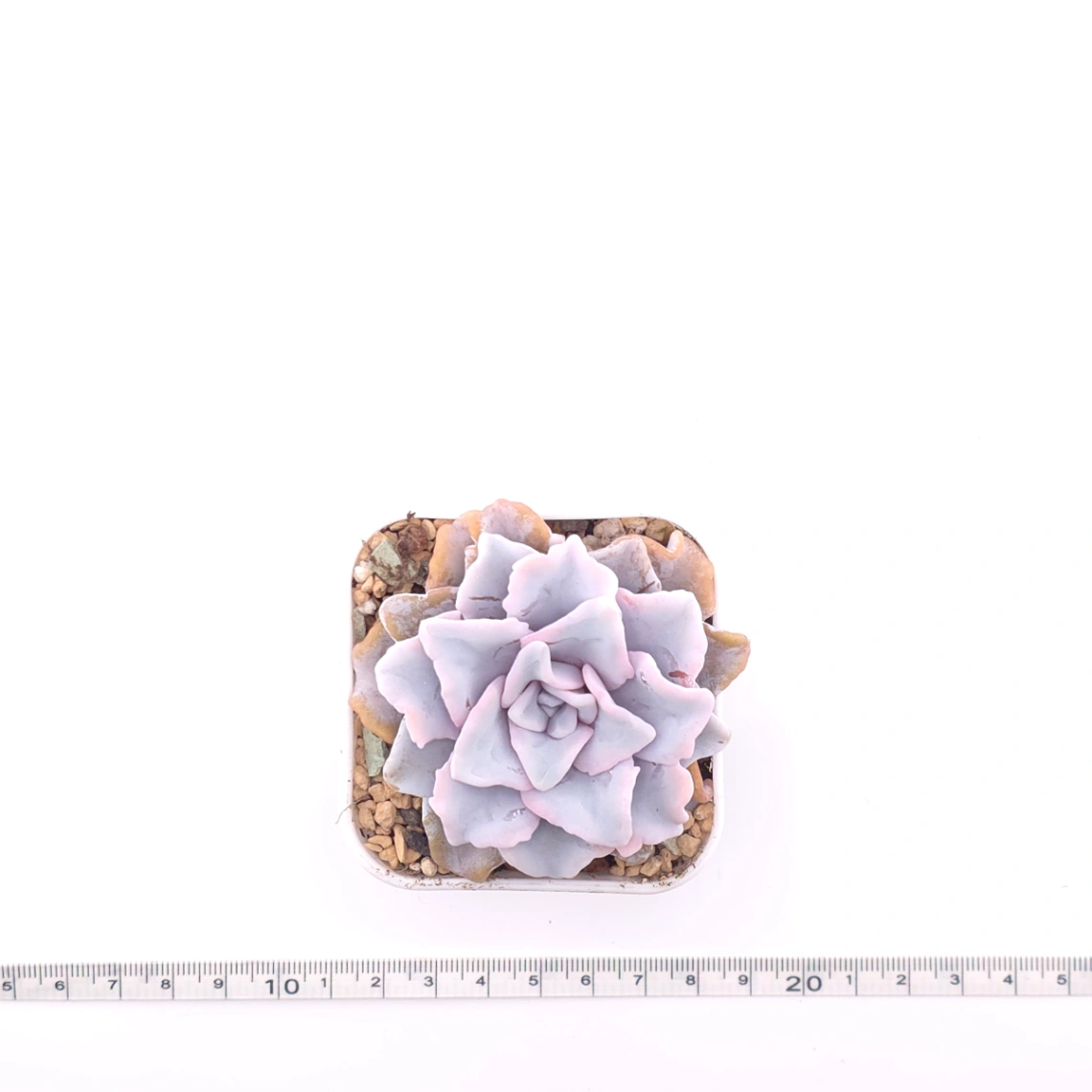 Echeveria ‘Crispate Beauty’ | 芭蕾舞者 thumbnail 4