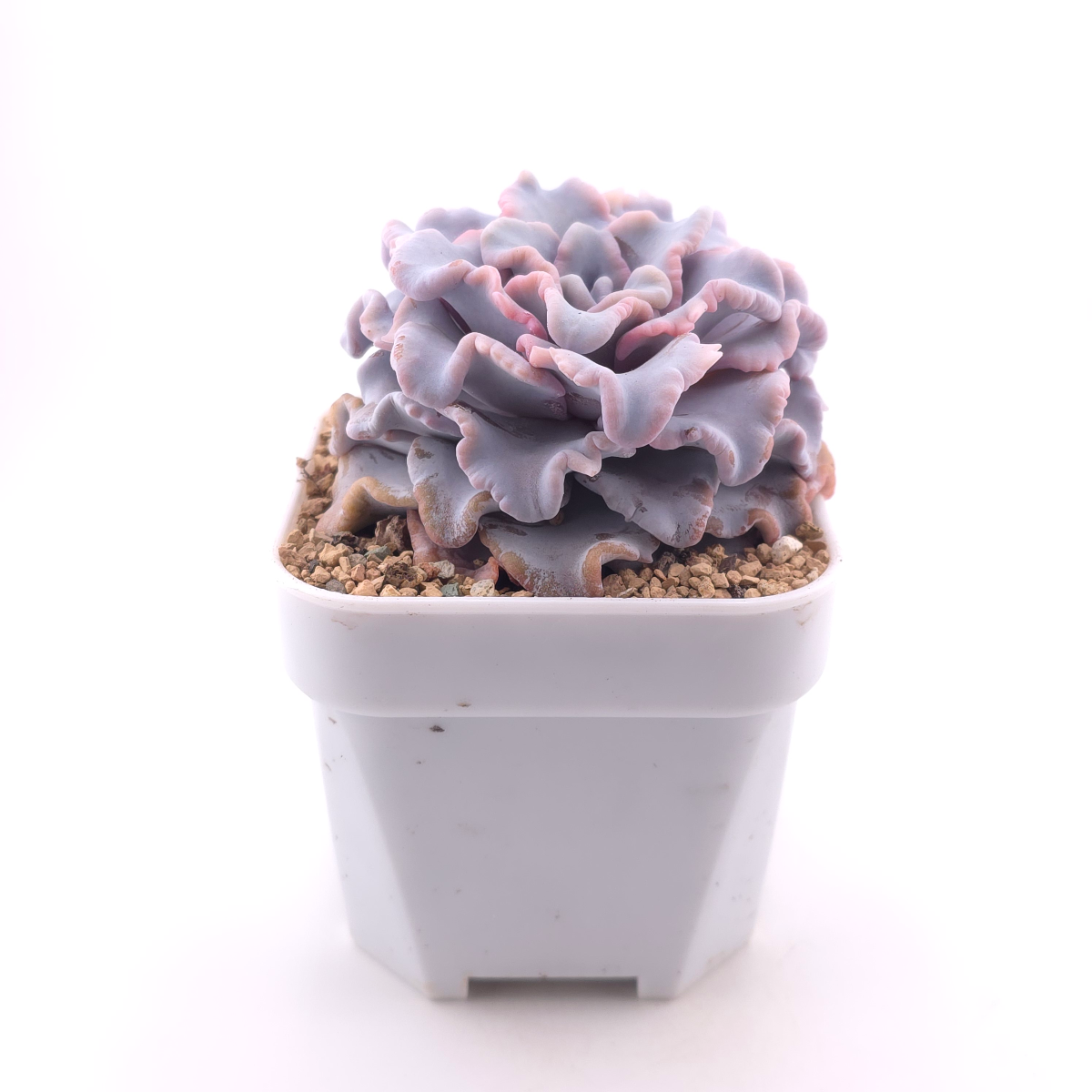 Echeveria ‘Crispate Beauty’ | 芭蕾舞者 thumbnail 3