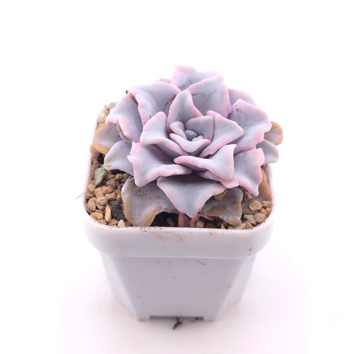Echeveria ‘Crispate Beauty’ | 芭蕾舞者 thumbnail 2
