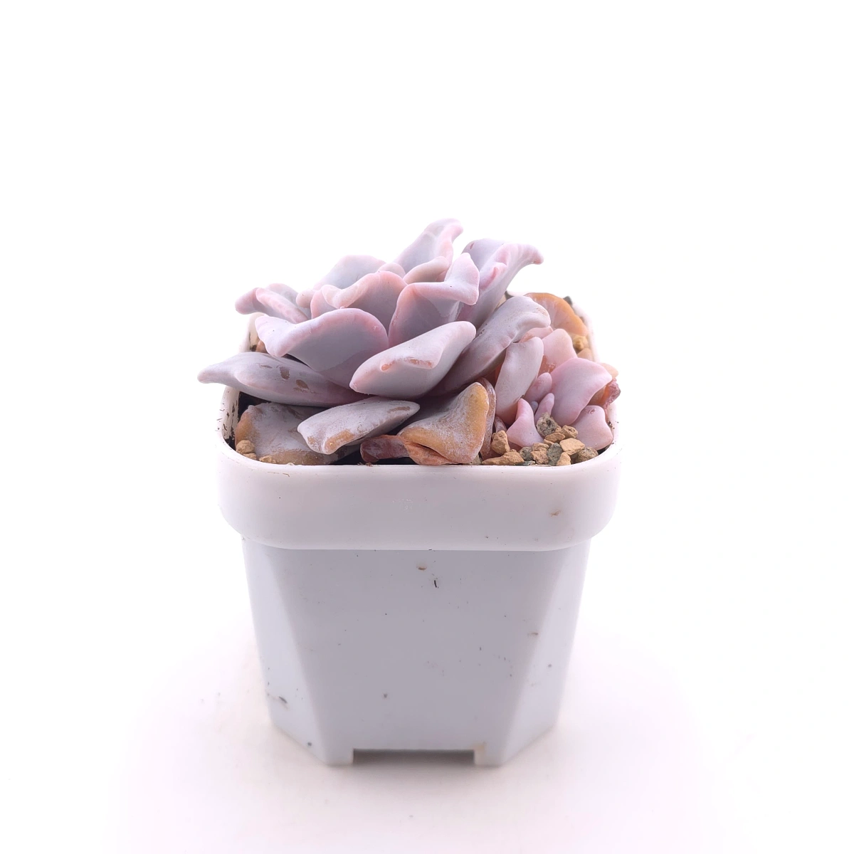 Echeveria ‘Crispate Beauty’ | 芭蕾舞者 thumbnail 3