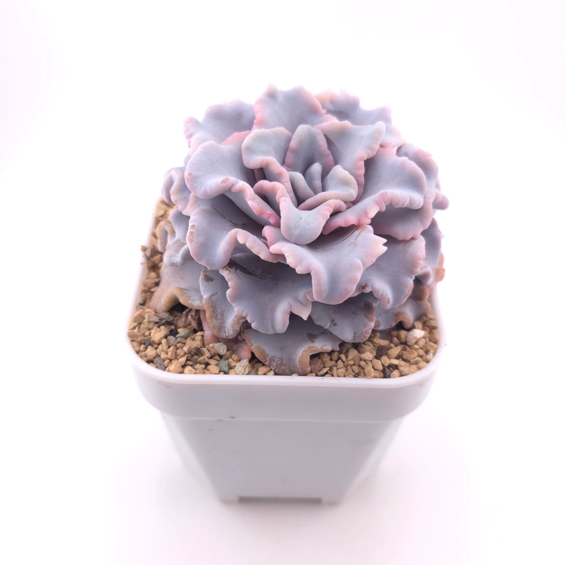 Echeveria ‘Crispate Beauty’ | 芭蕾舞者 thumbnail 2
