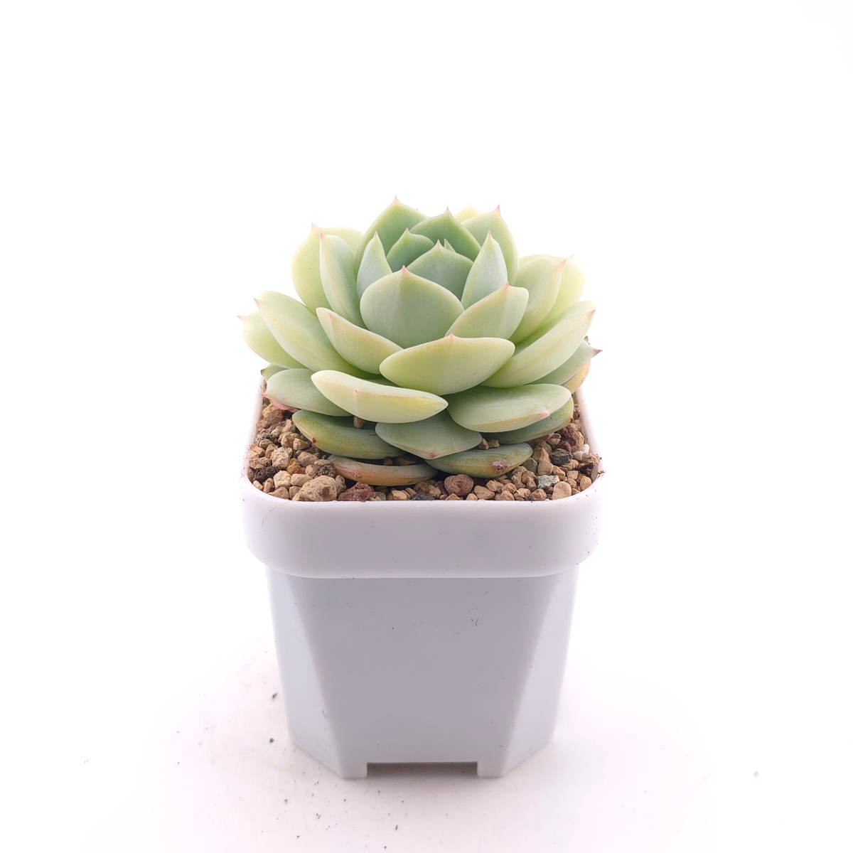 Echeveria 'Derenbergii' | 靜夜 thumbnail 3