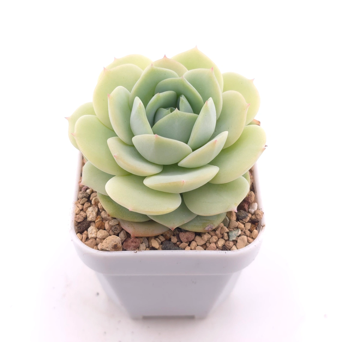 Echeveria 'Derenbergii' | 靜夜 thumbnail 2