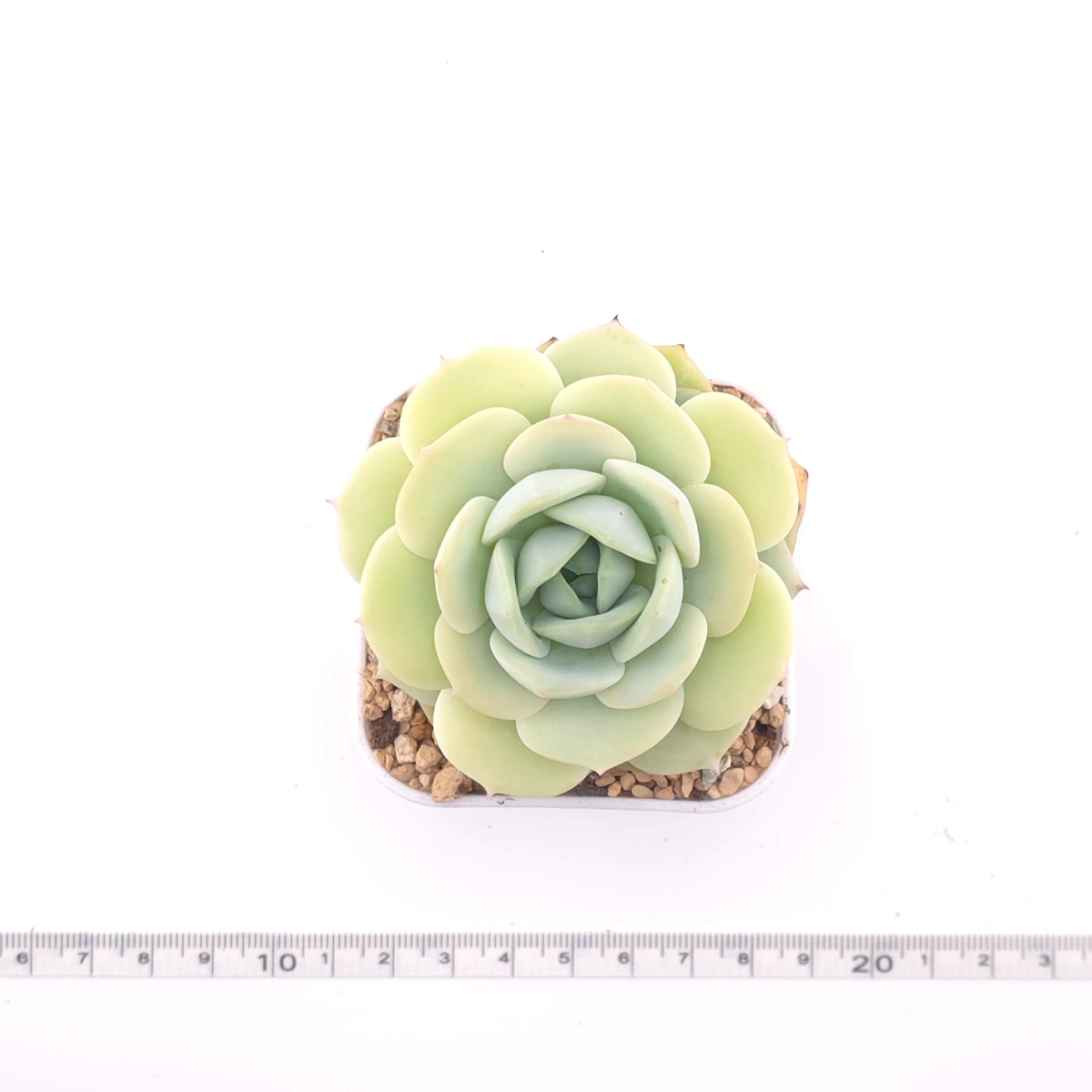Echeveria 'Derenbergii' | 靜夜 thumbnail 4