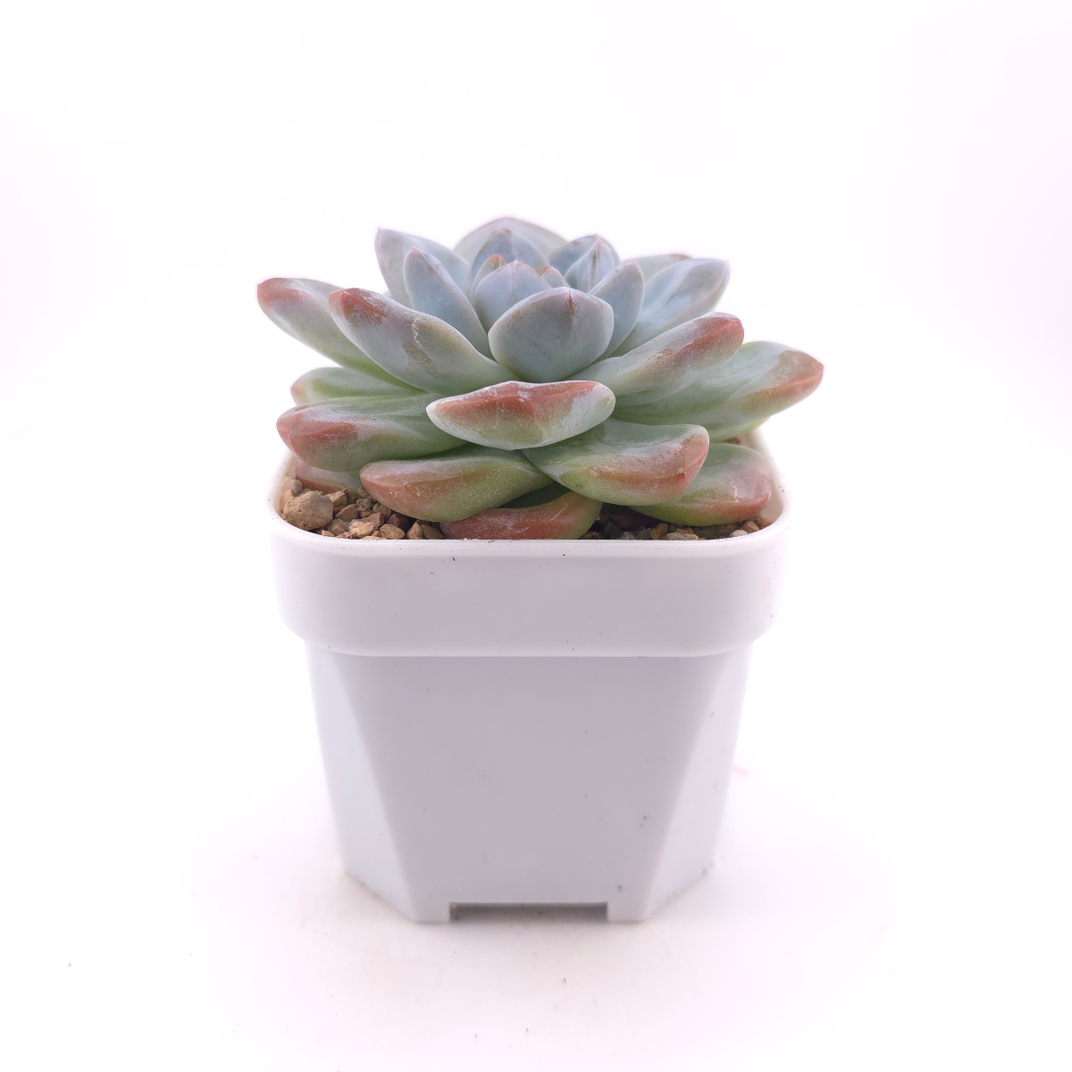 Echeveria 'Jade Butterfly' | 玉蝴蝶 thumbnail 3
