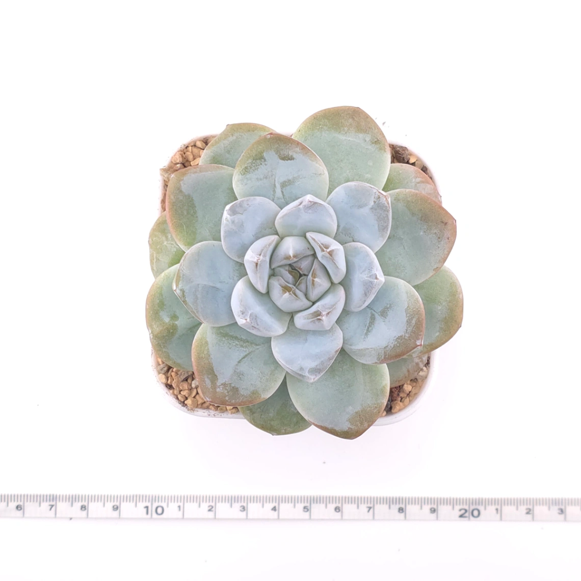 Echeveria 'Jade Butterfly' | 玉蝴蝶 thumbnail 4